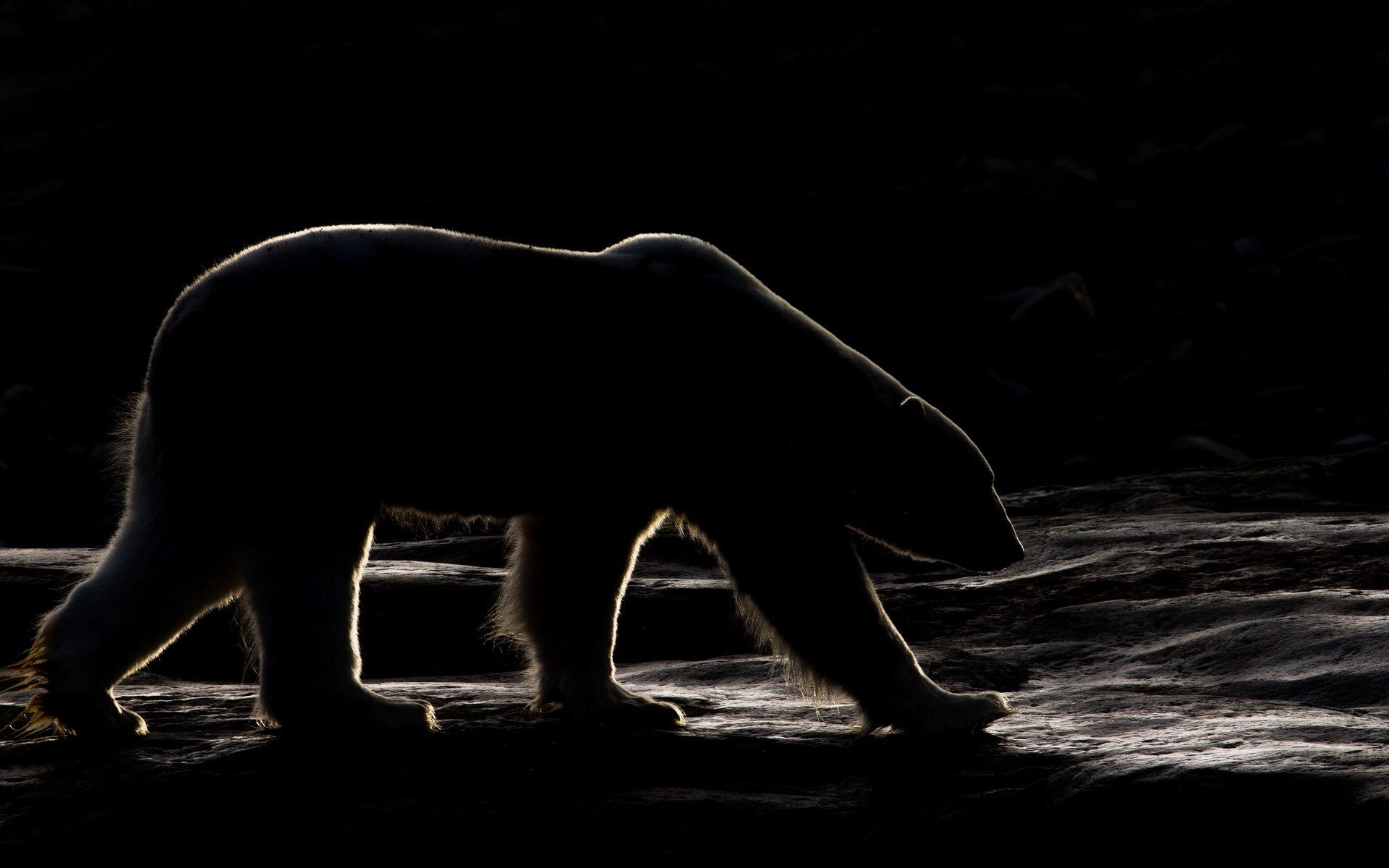 Polar Bear Night Wallpapers Wallpaper Cave