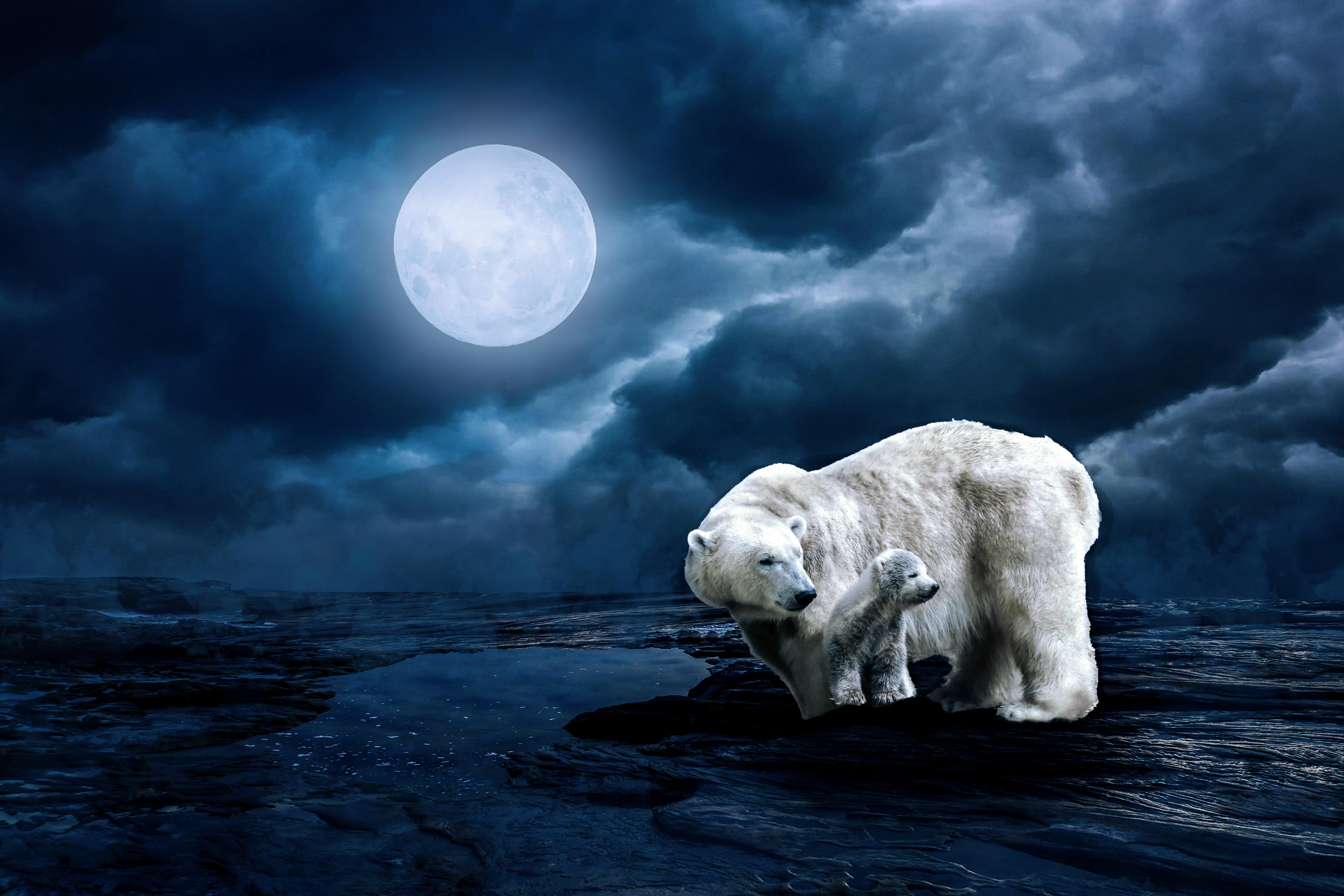 Polar Bear Night Wallpapers Wallpaper Cave