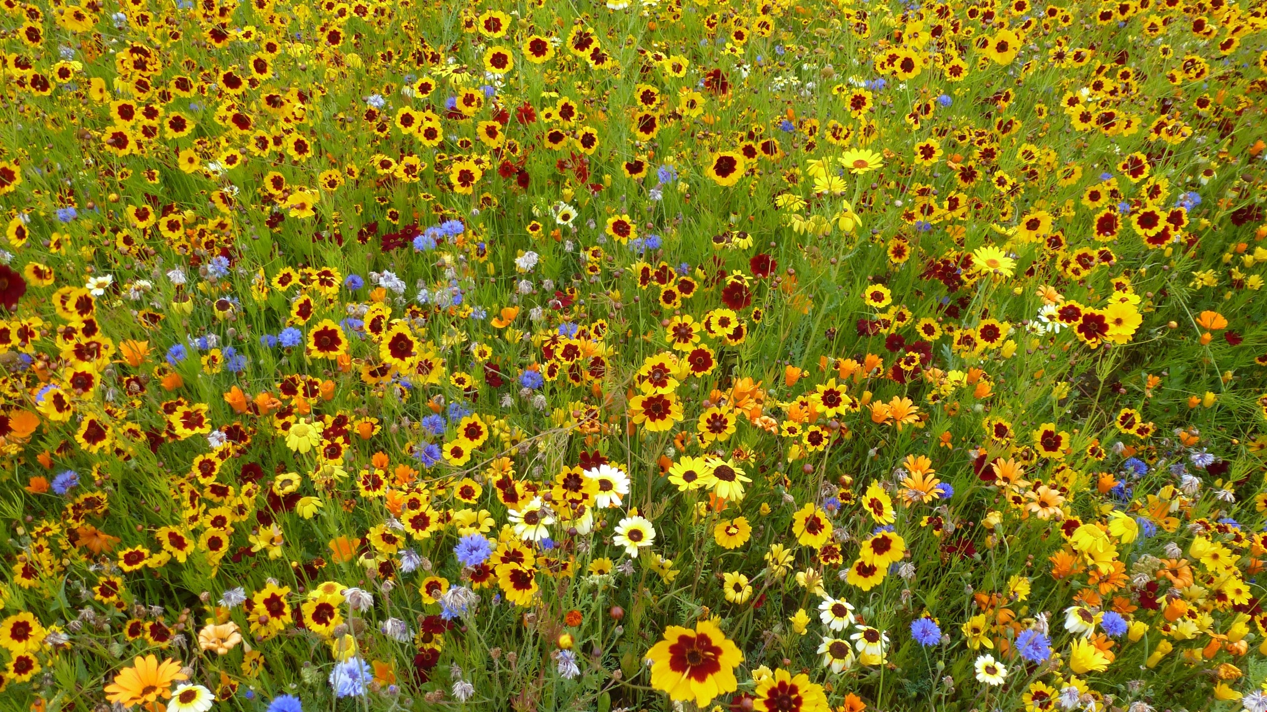 Summer Wildflowers Wallpapers Wallpaper Cave