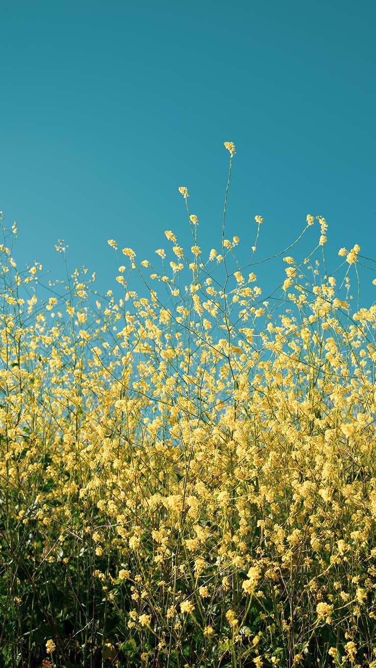 Flower Field iPhone Wallpapers Wallpaper Cave
