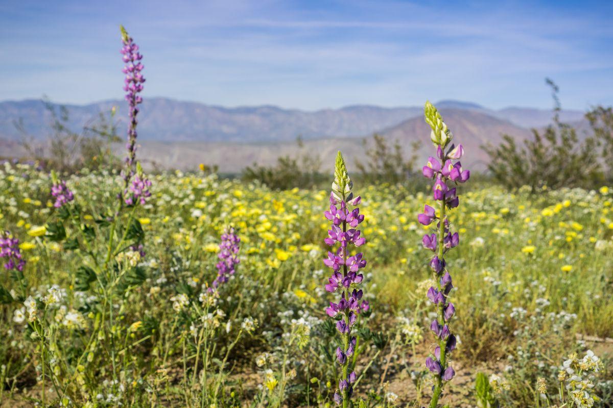 White And Yellow Meadow Wildflowers Wallpapers Wallpaper Cave