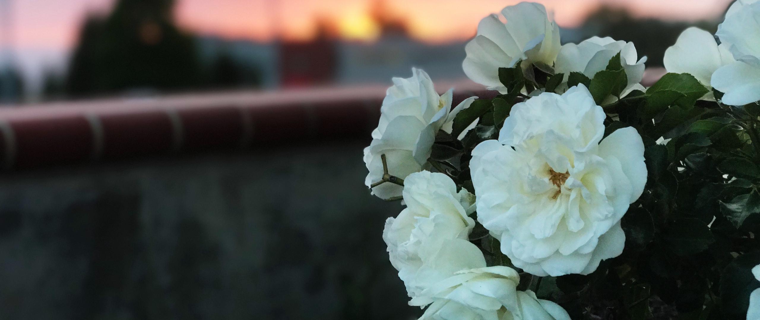 White Wild Rose Wallpapers Wallpaper Cave