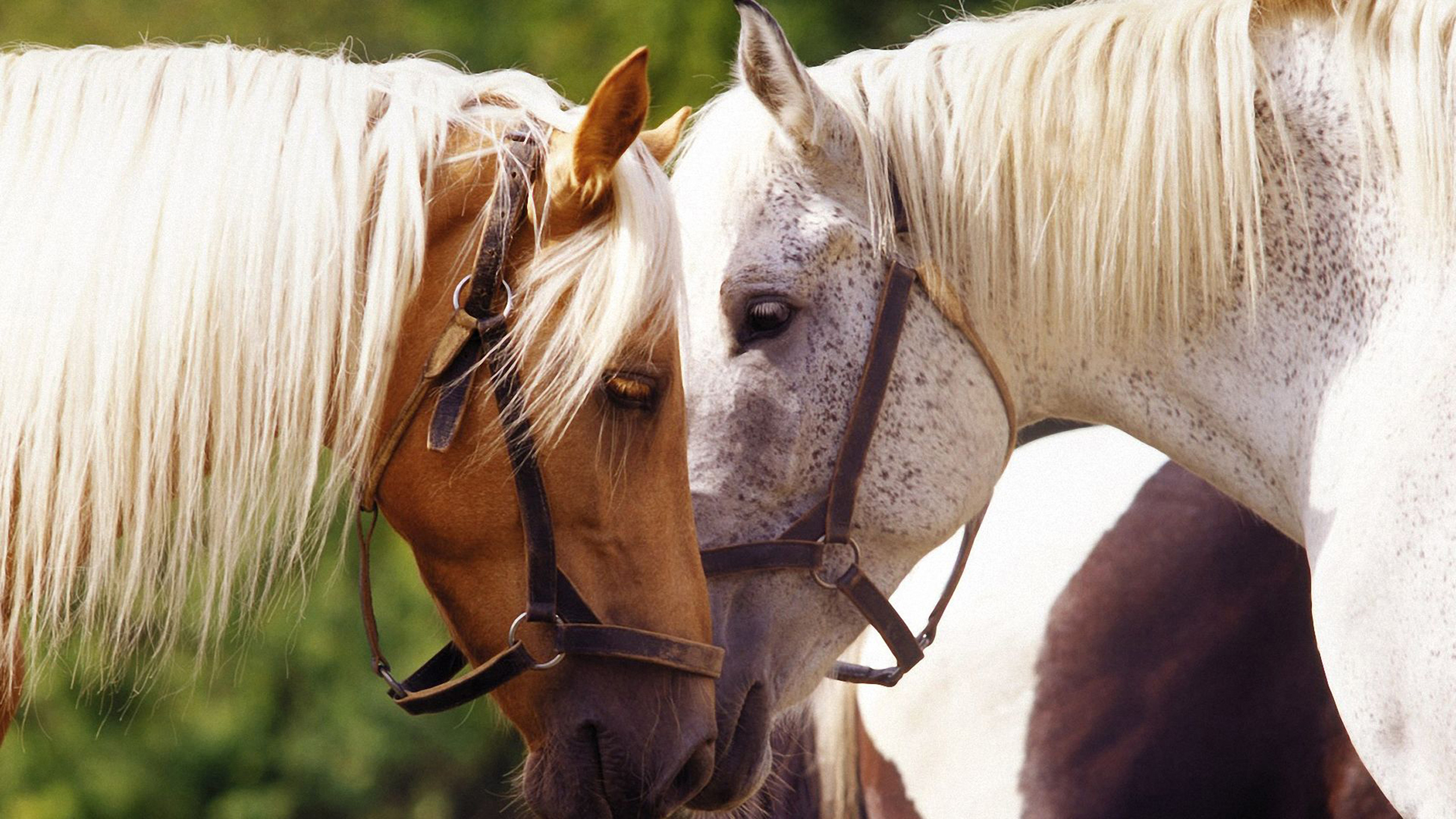 Horses Love Wallpapers Wallpaper Cave