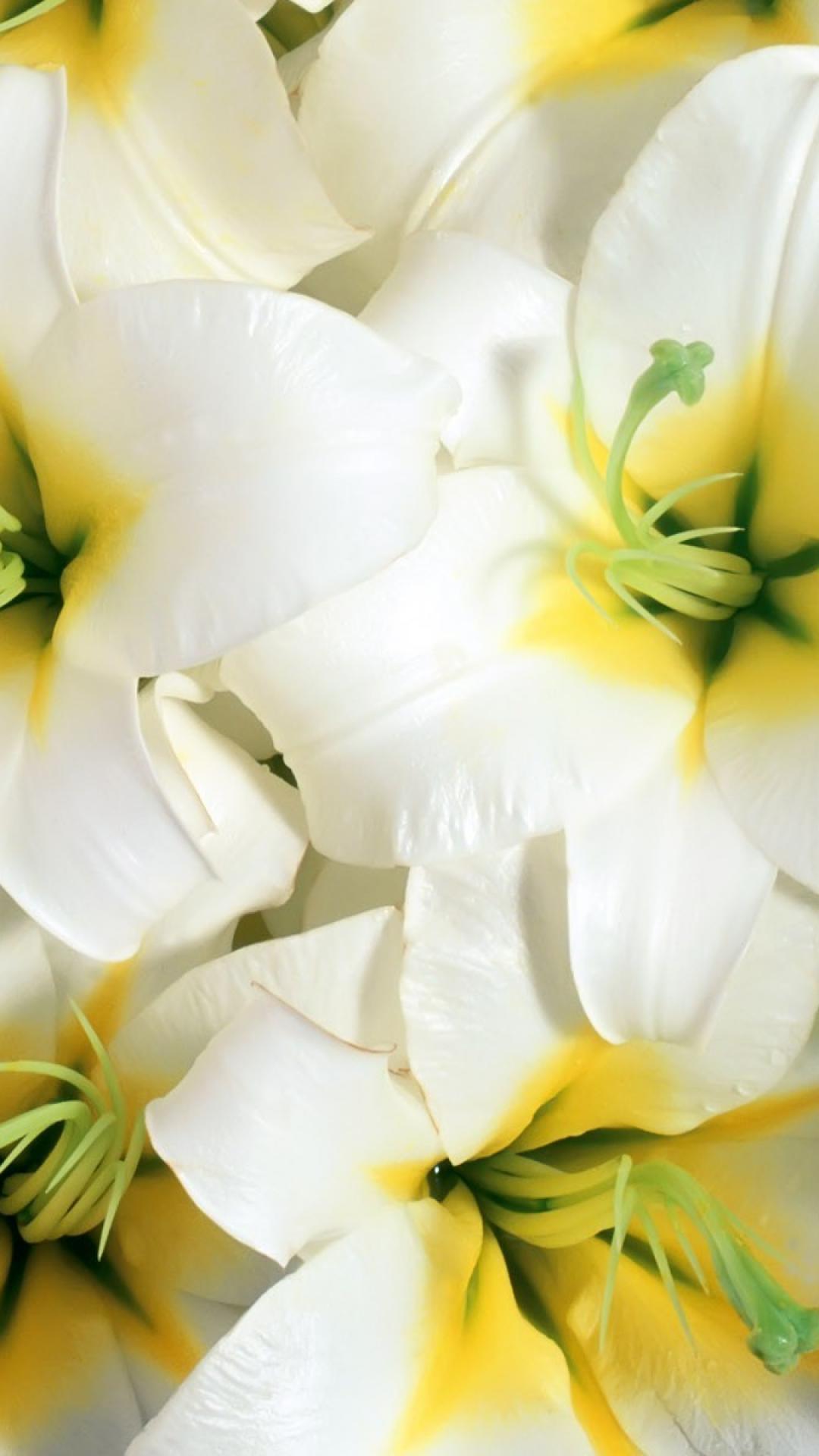 Yellow And White Floral Background