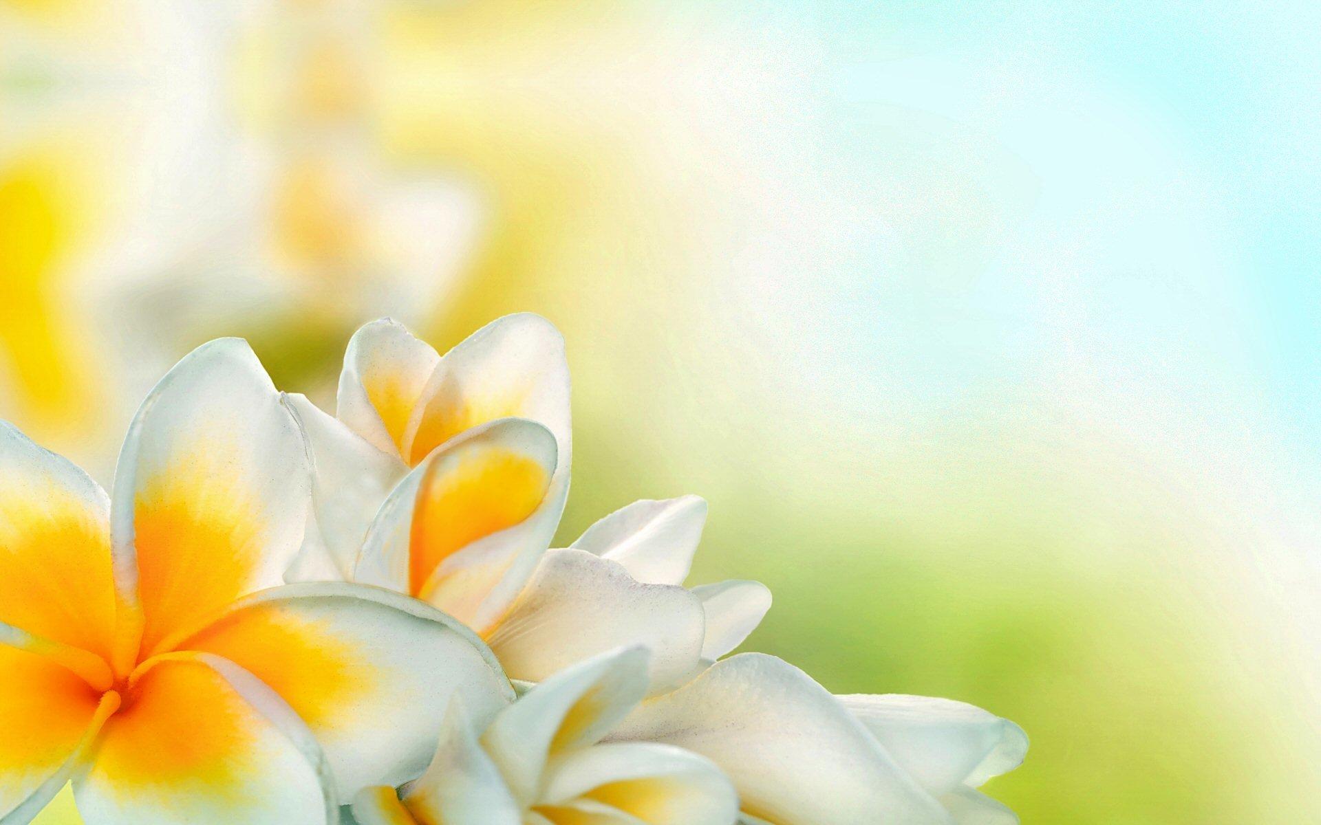White Flowers Yellow Backgrounds Wallpapers Wallpaper Cave