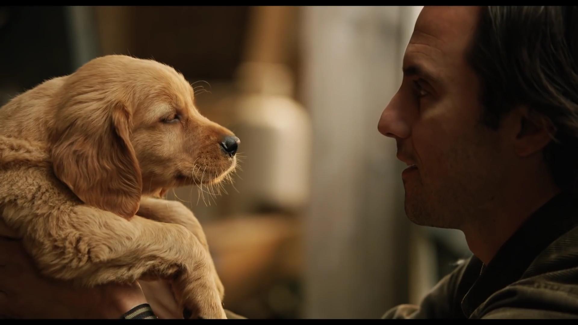 The Art Of Racing In The Rain Movie Wallpapers Wallpaper