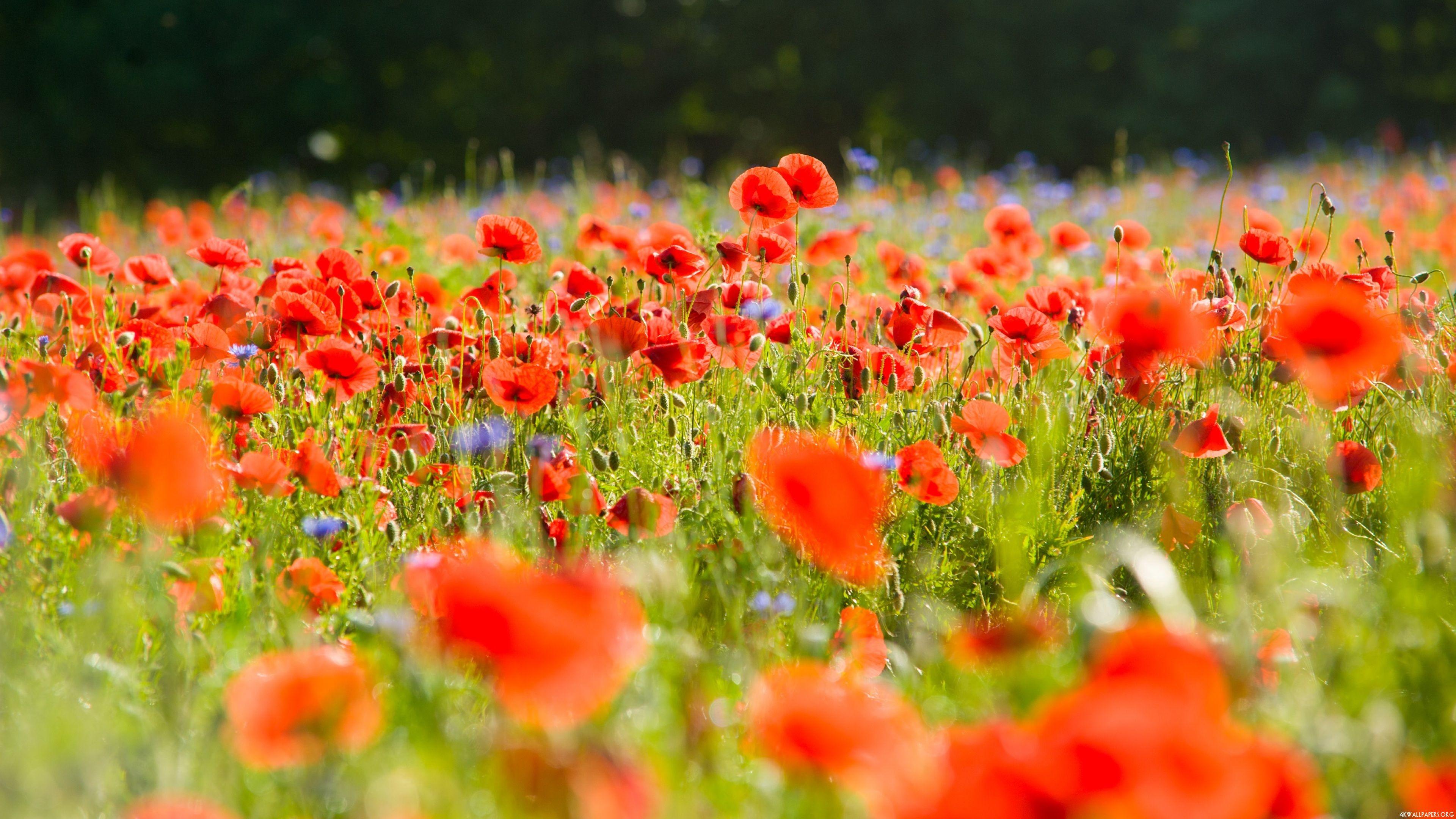 Flowers 4k Wallpapers Wallpaper Cave