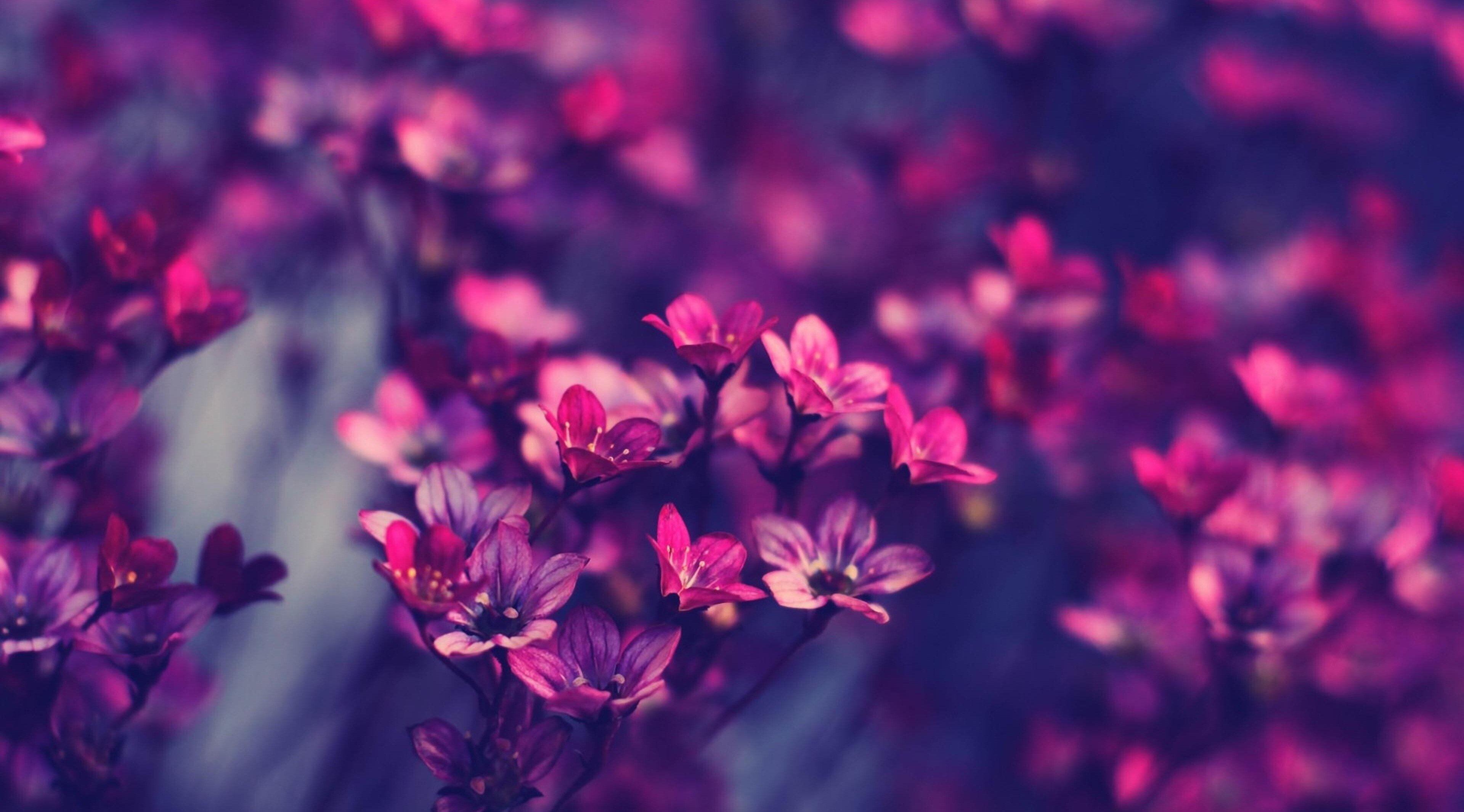 4k Purple Flowers Wallpapers Wallpaper Cave