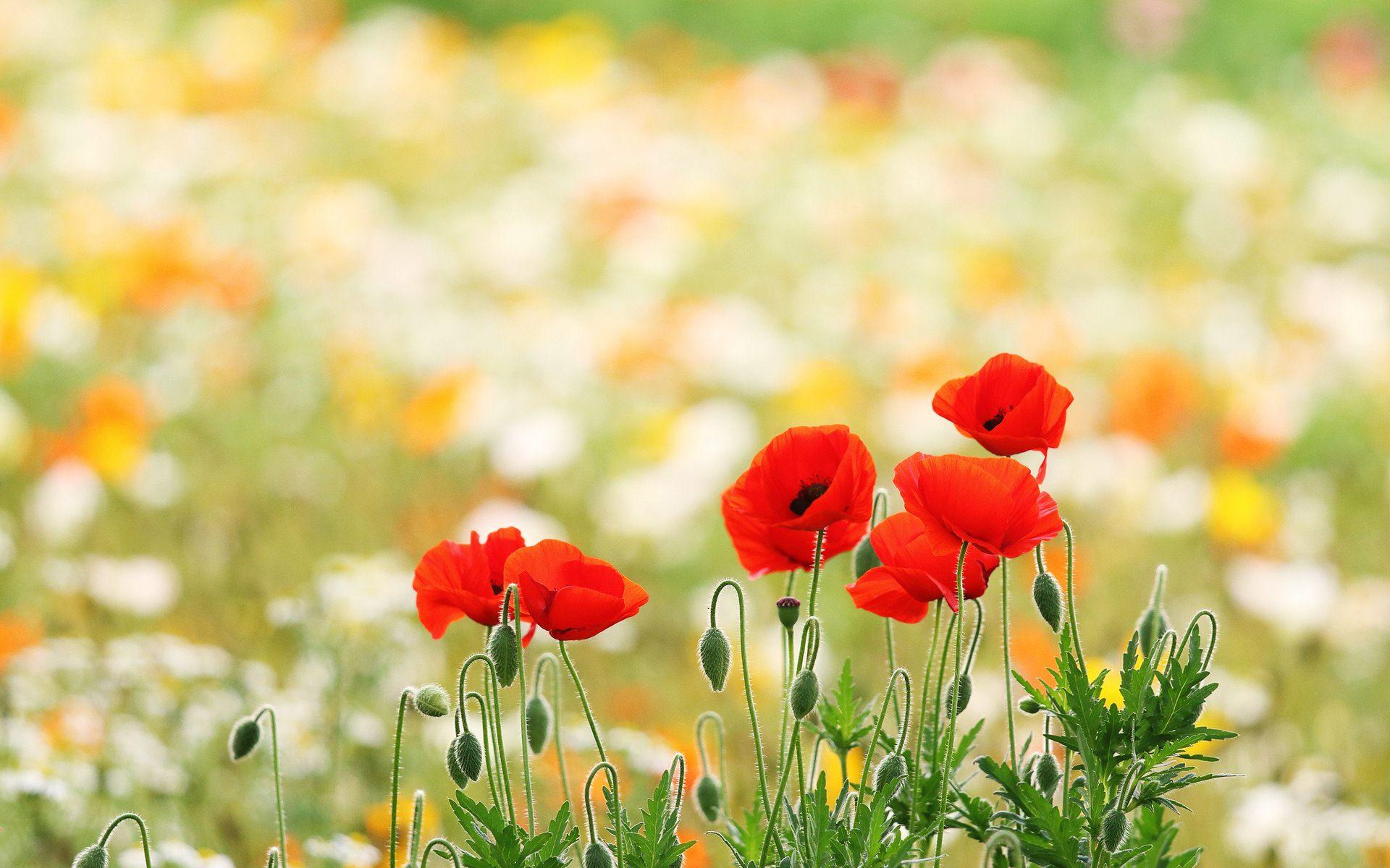 Poppy Field Wallpapers Wallpaper Cave