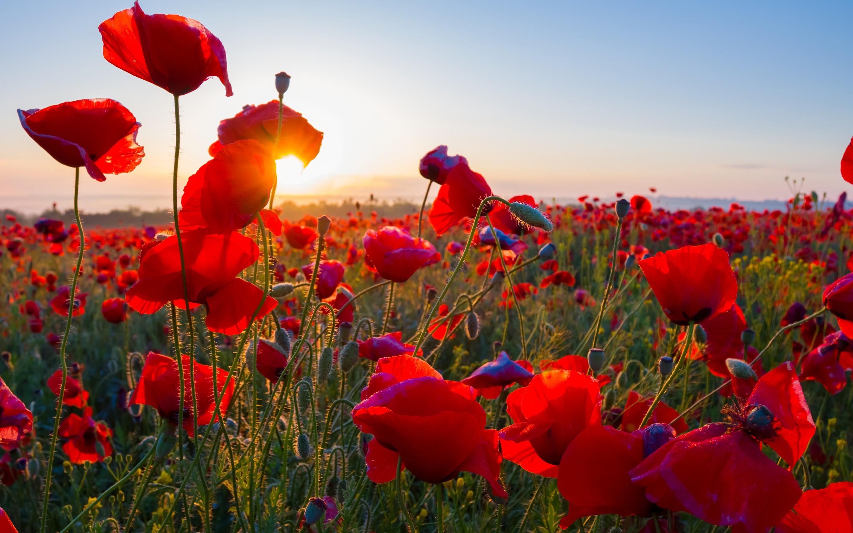 Poppy Field Wallpapers Wallpaper Cave