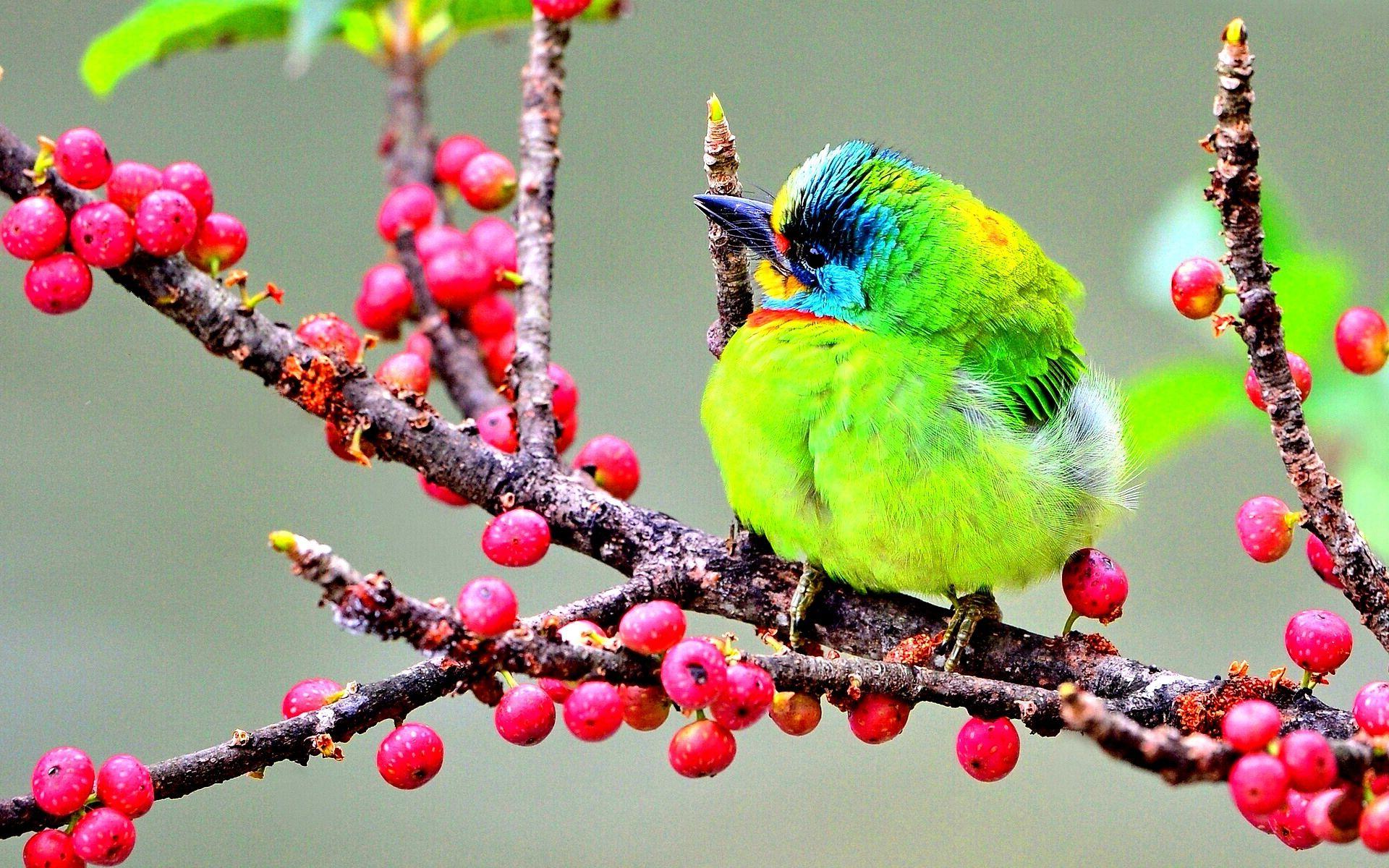 Fruit And Birds Wallpapers - Wallpaper Cave