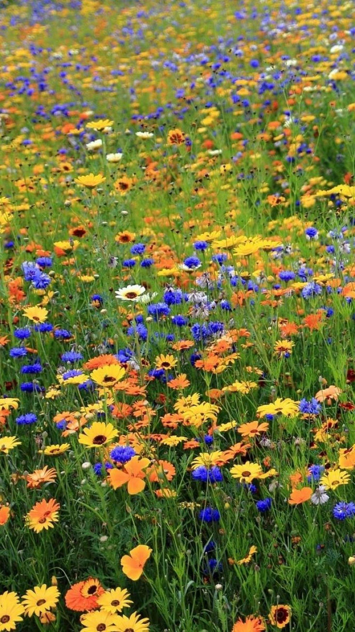 Beautiful Meadow Wallpapers Wallpaper Cave