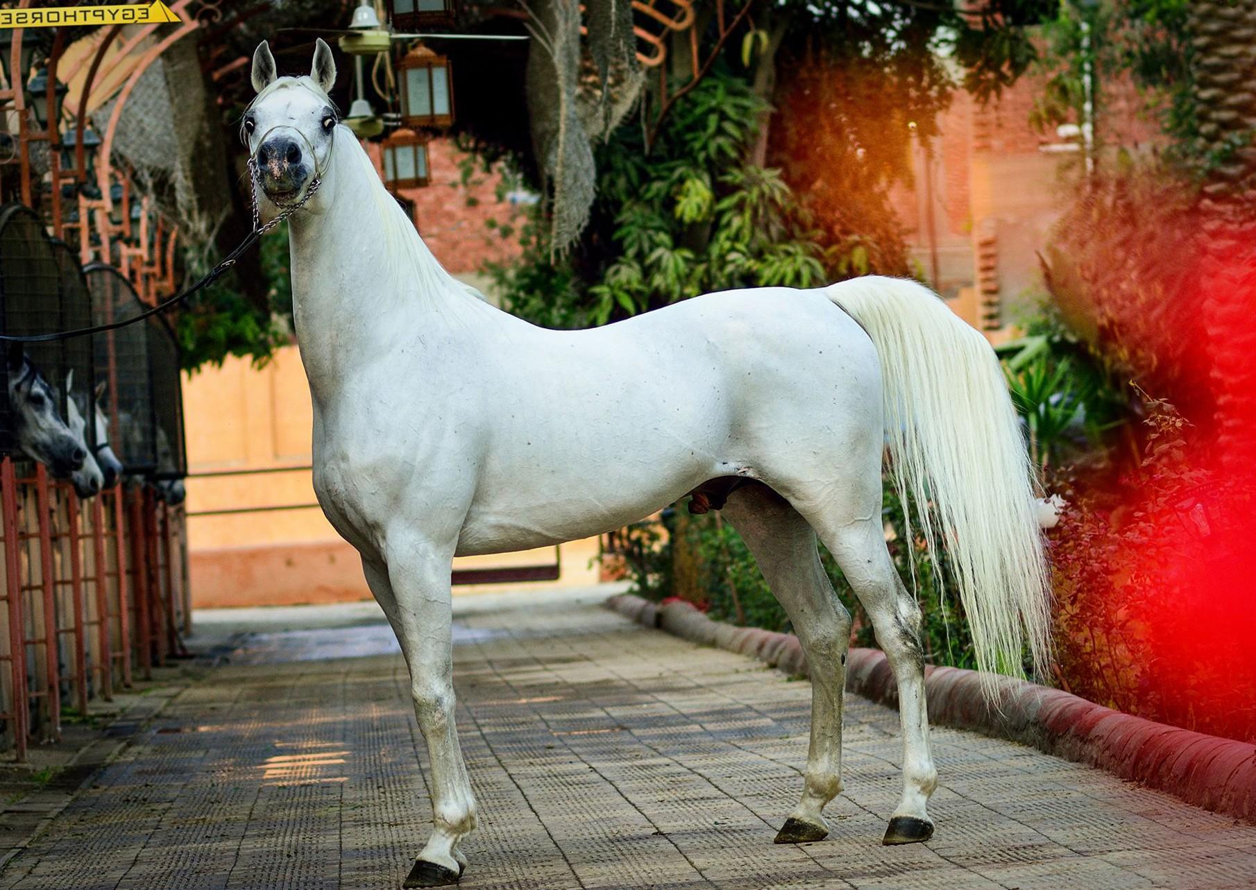 Mare Animal Wallpapers Wallpaper Cave