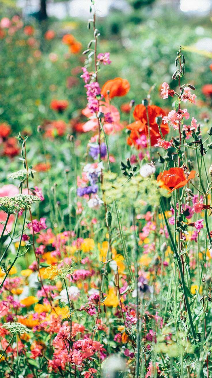 Summer Wildflowers Wallpapers Wallpaper Cave