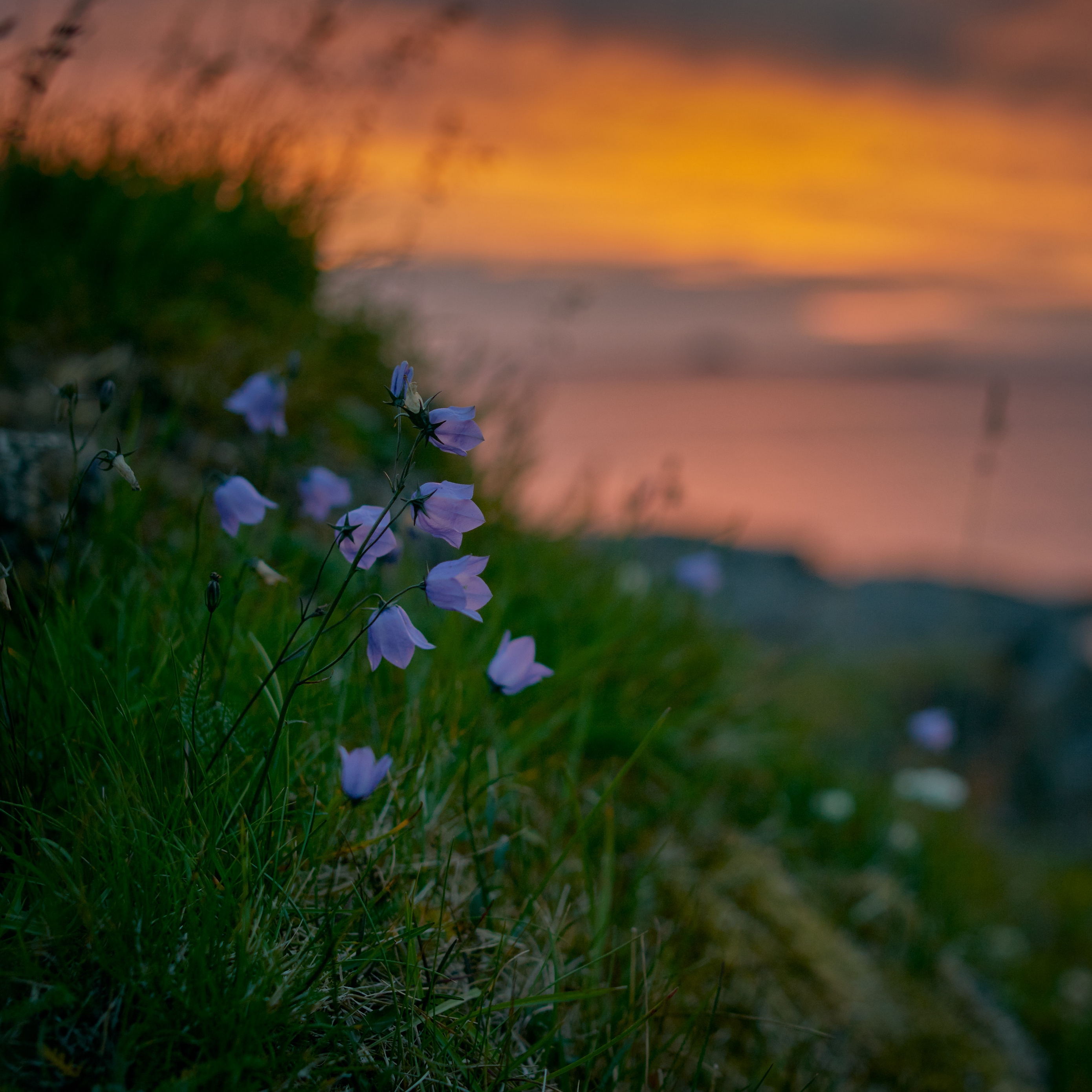 Summer Wildflowers Wallpapers Wallpaper Cave
