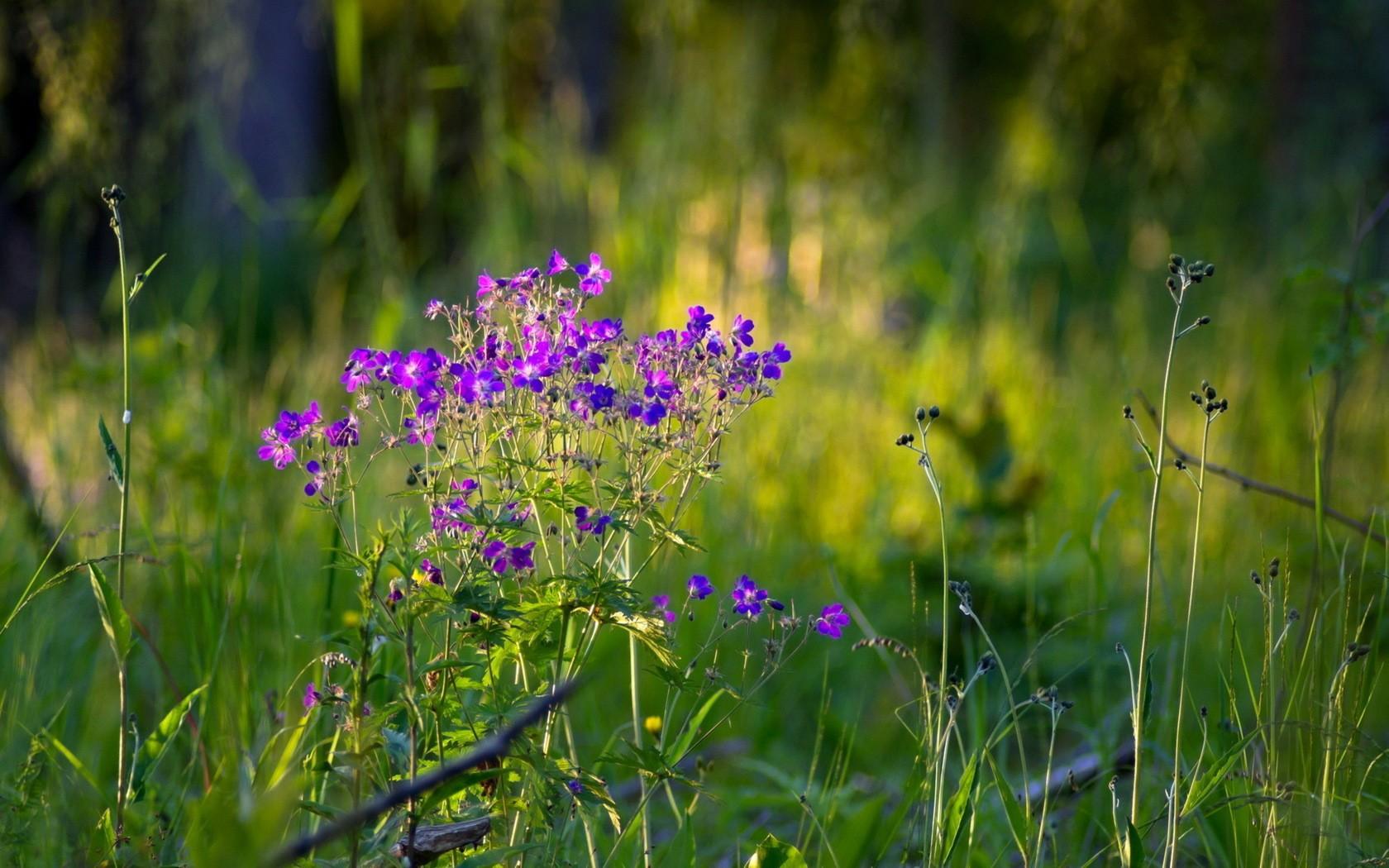 Summer Wildflowers Wallpapers Wallpaper Cave