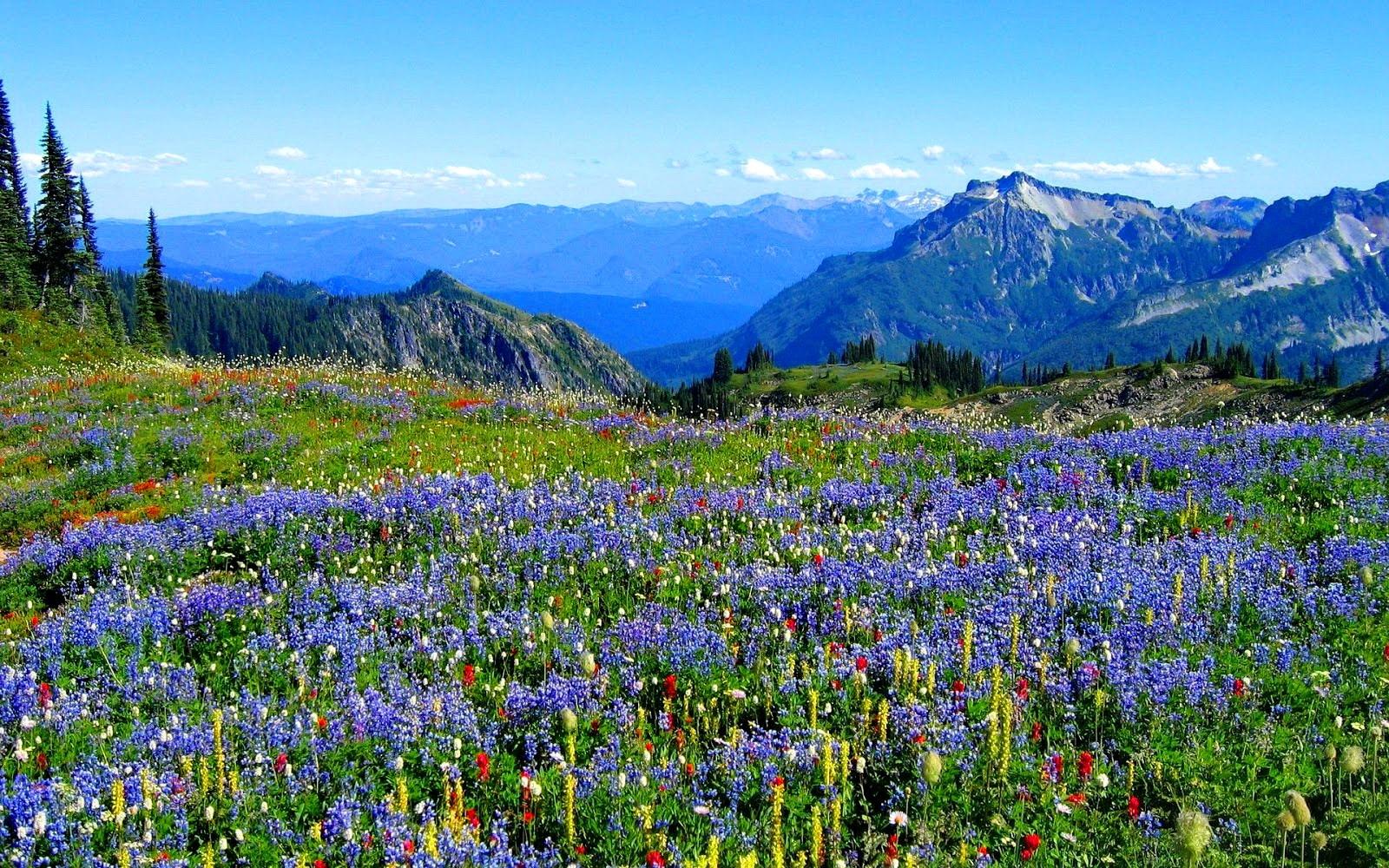 Summer Wildflowers Wallpapers Wallpaper Cave