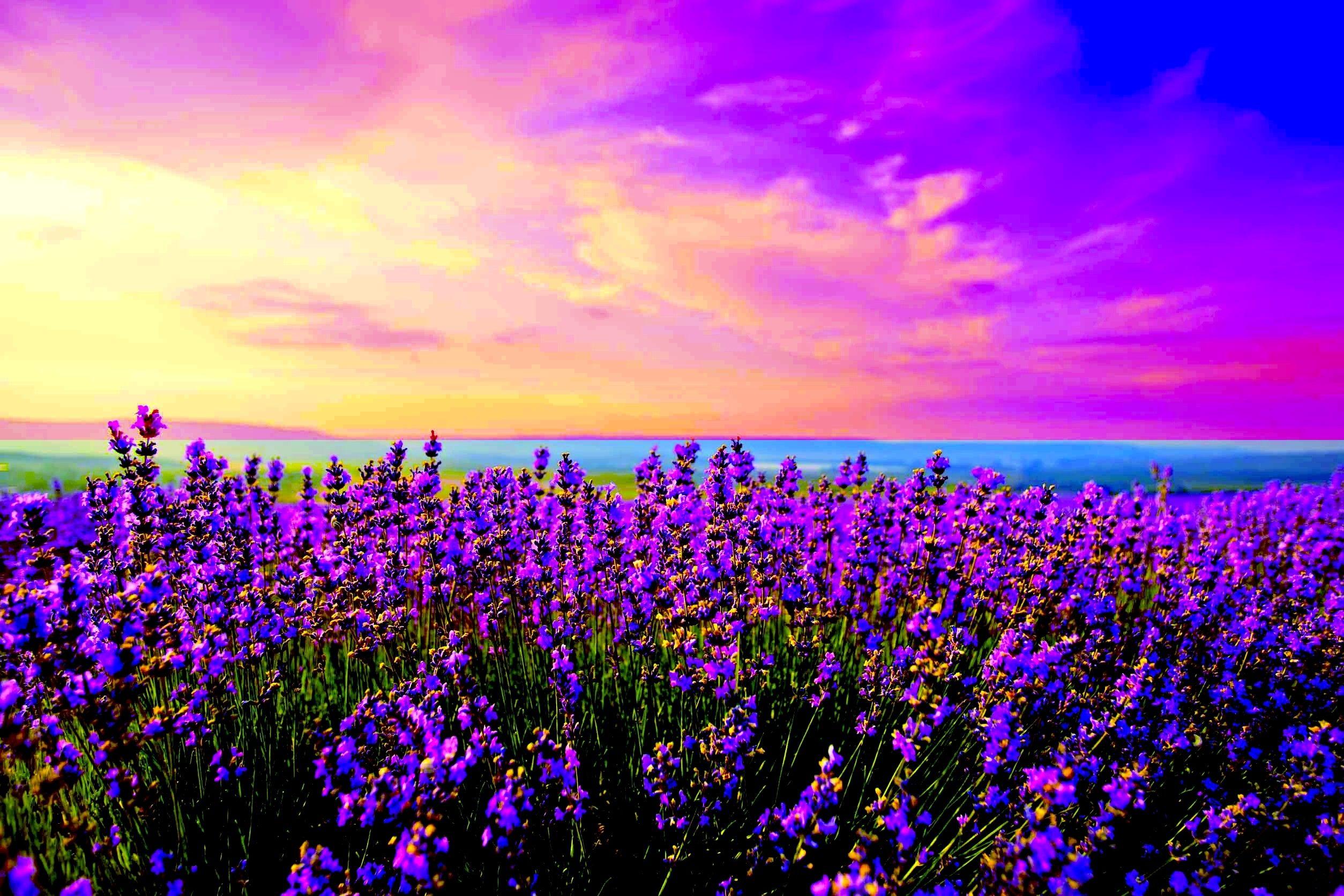Lavender Field Bulgaria Wallpapers Wallpaper Cave