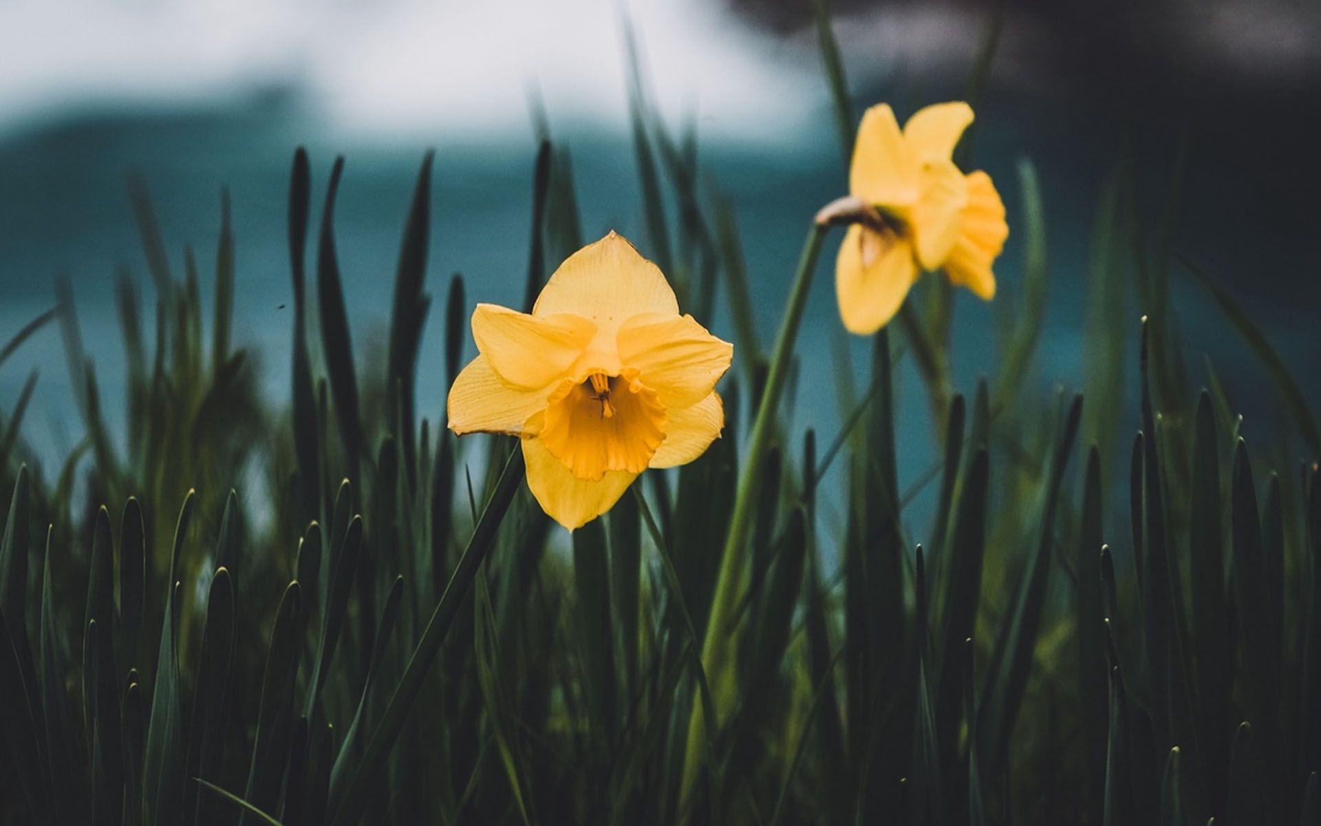 Pretty Daffodil Wallpapers Wallpaper Cave