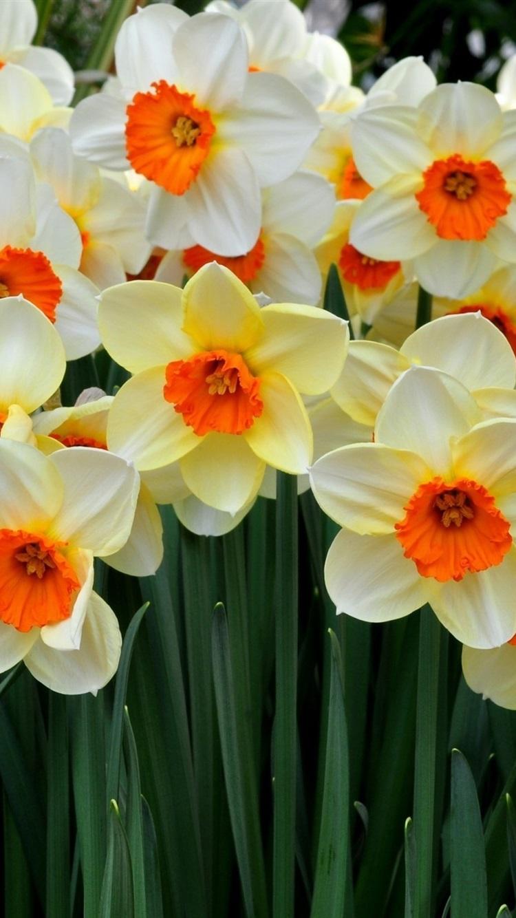 iPhone Daffodils Wallpapers Wallpaper Cave