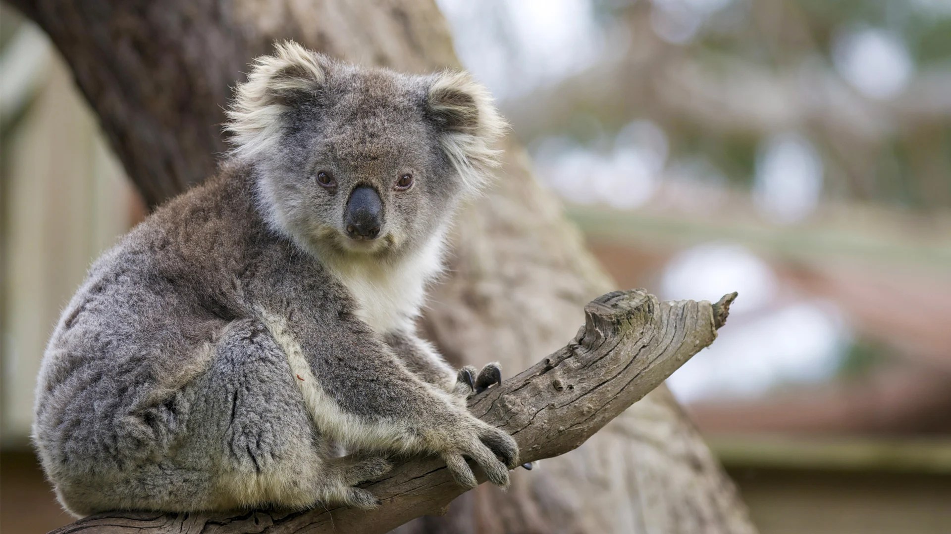 Koala Hd Wallpapers Wallpaper Cave