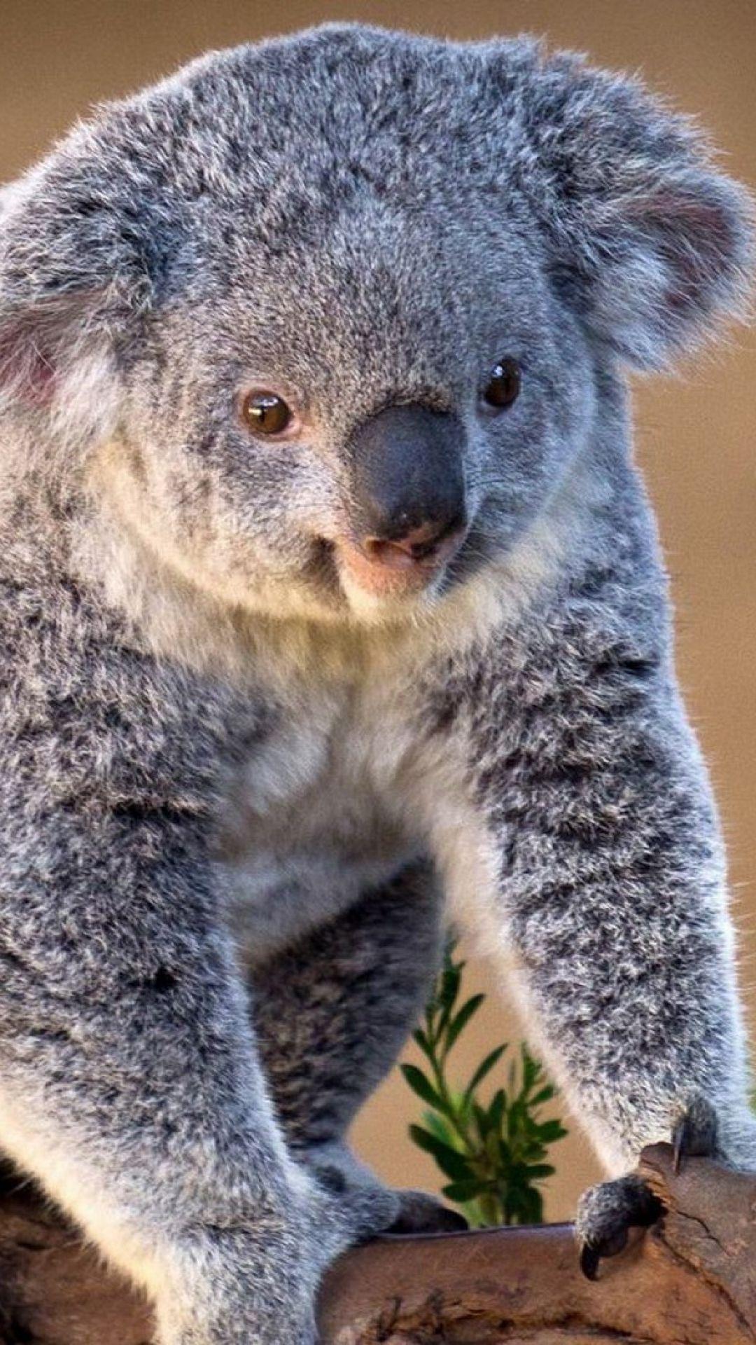 Australian Koala Bear Wallpapers Wallpaper Cave