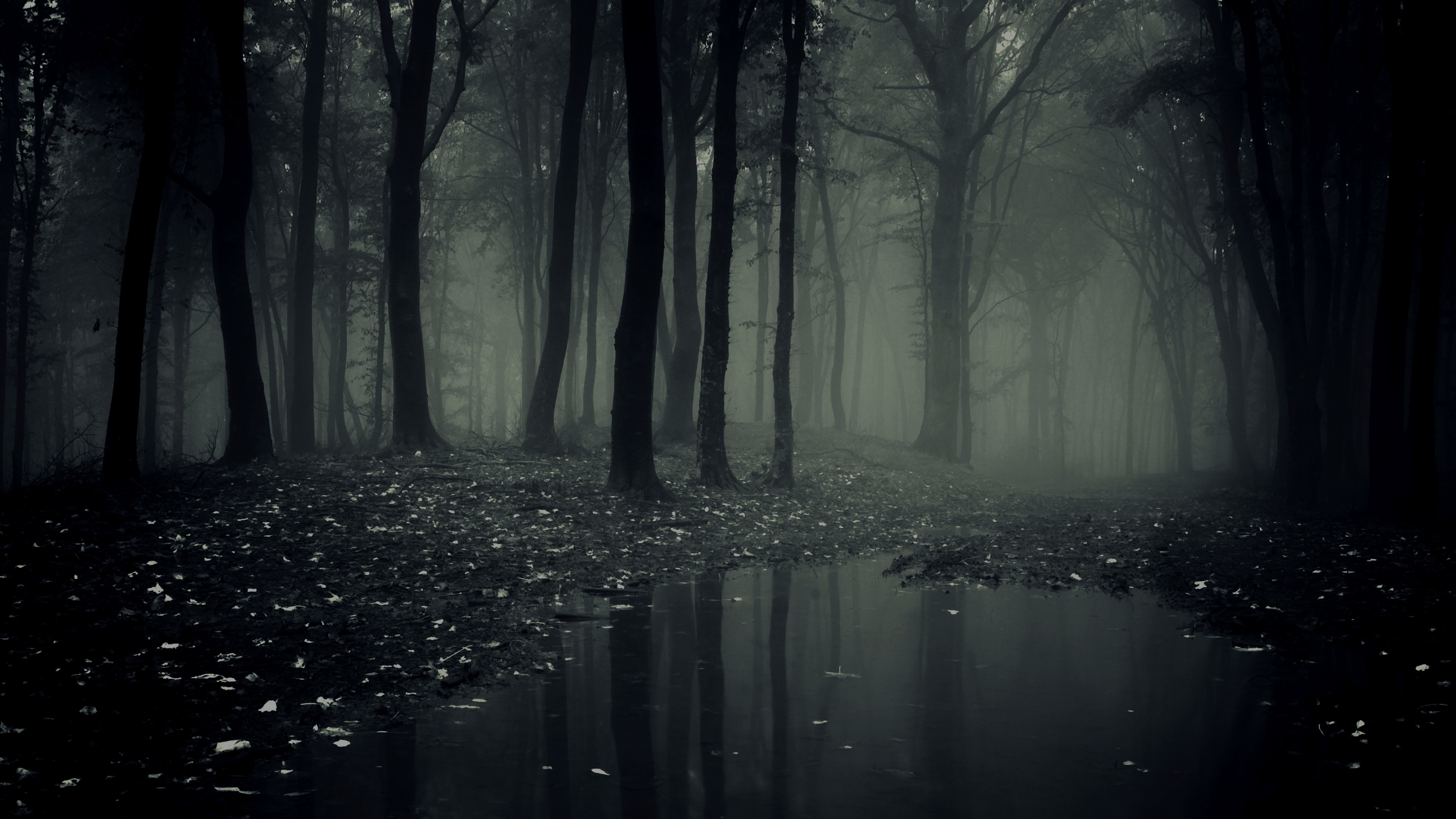 Spooky Forest Wallpapers Wallpaper Cave