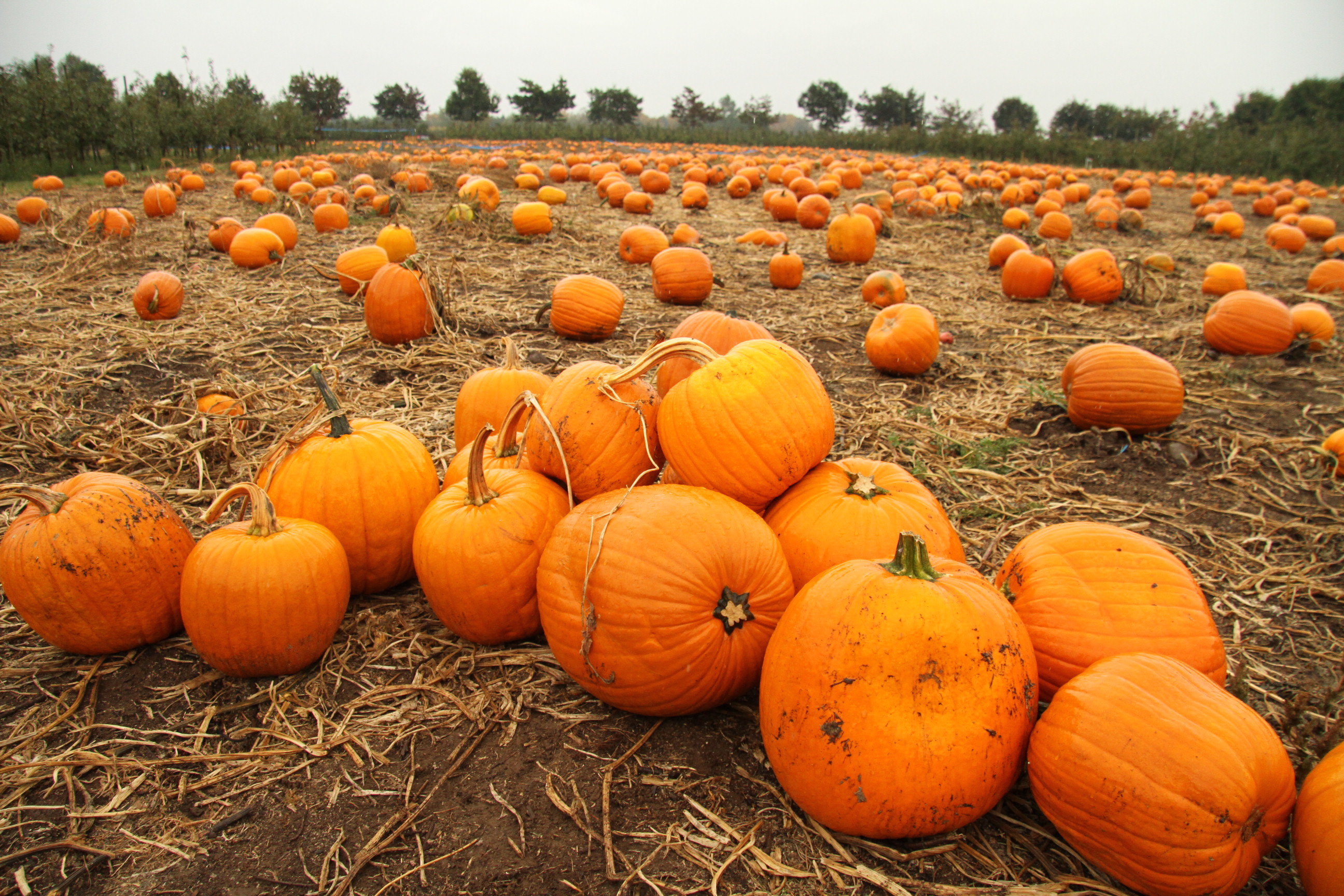 Pumpkin Farm Wallpapers Wallpaper Cave