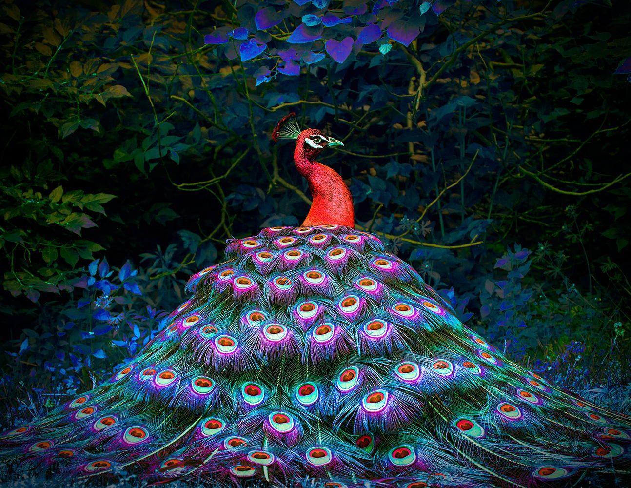 Red Peacock Wallpapers Wallpaper Cave