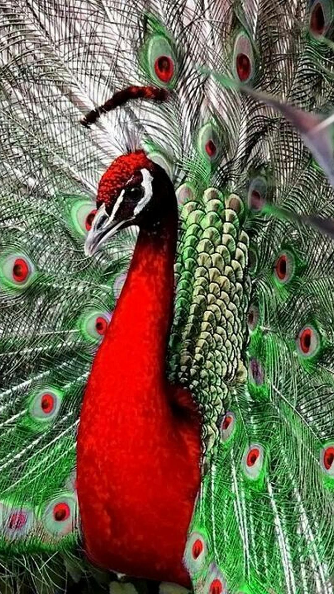 Red Peacock Wallpapers Wallpaper Cave