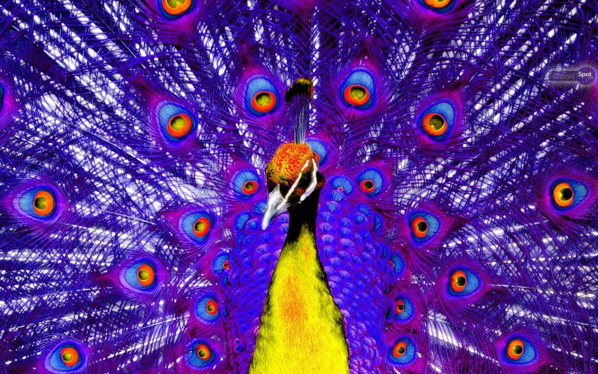 Red Peacock Wallpapers Wallpaper Cave