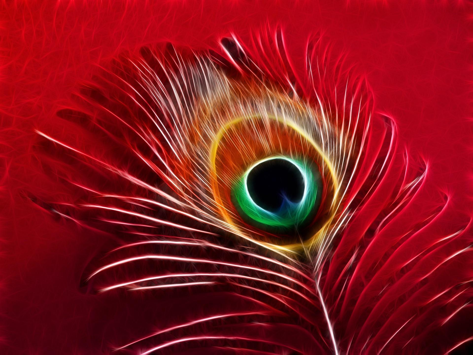 Red Peacock Wallpapers Wallpaper Cave