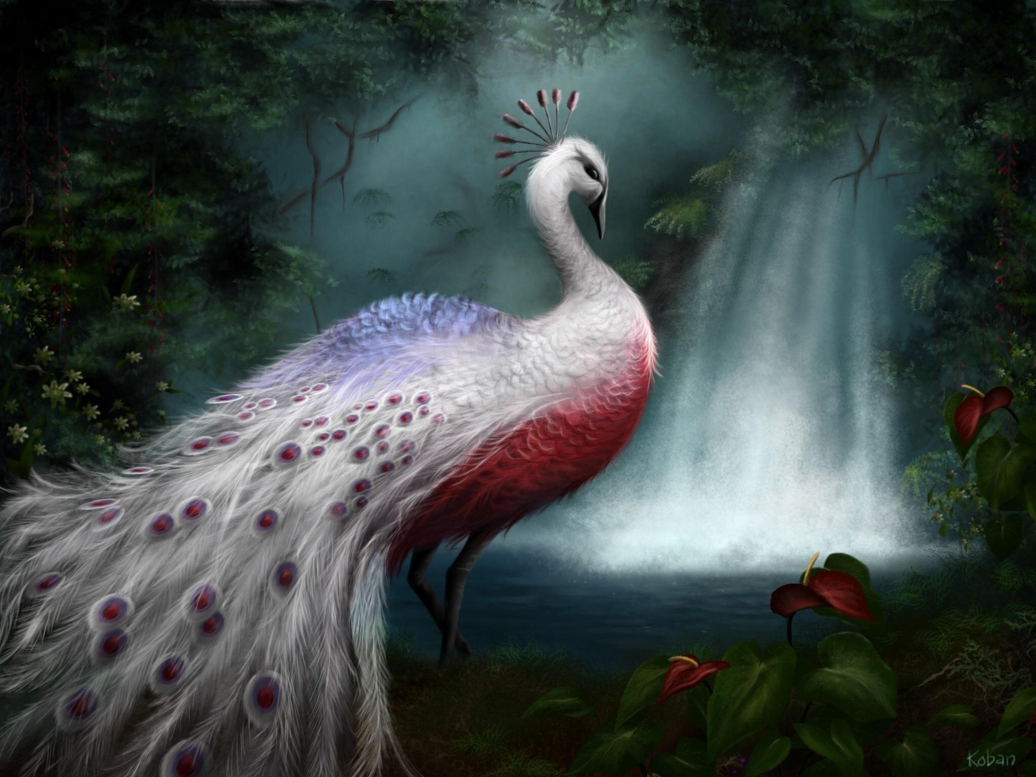Red Peacock Wallpapers Wallpaper Cave