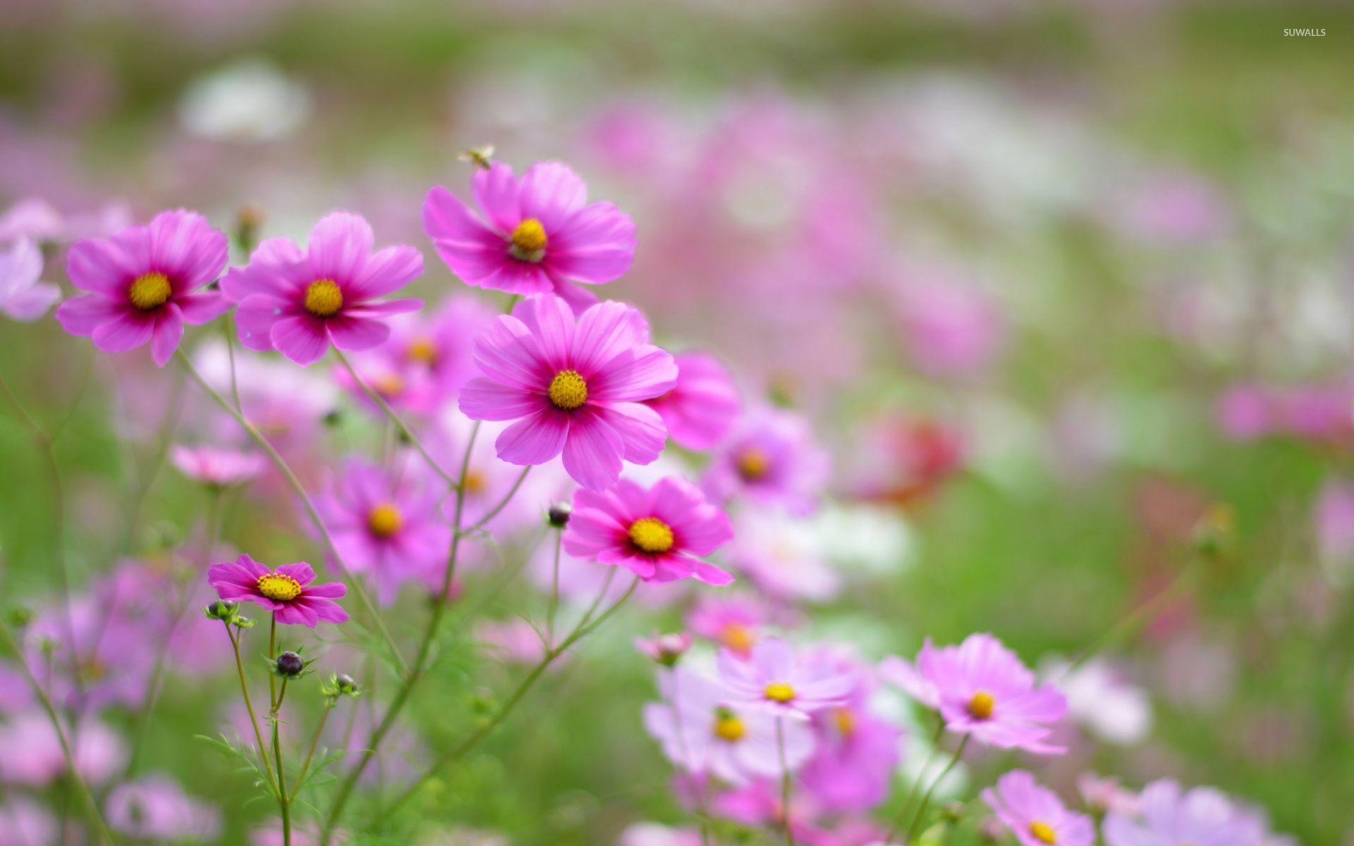 Cosmos Flowers Wallpapers Wallpaper Cave