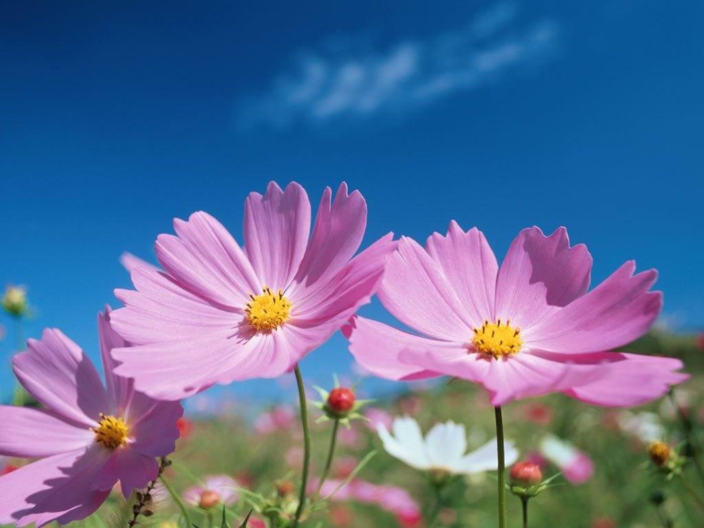 Cosmos Flowers Wallpapers Wallpaper Cave