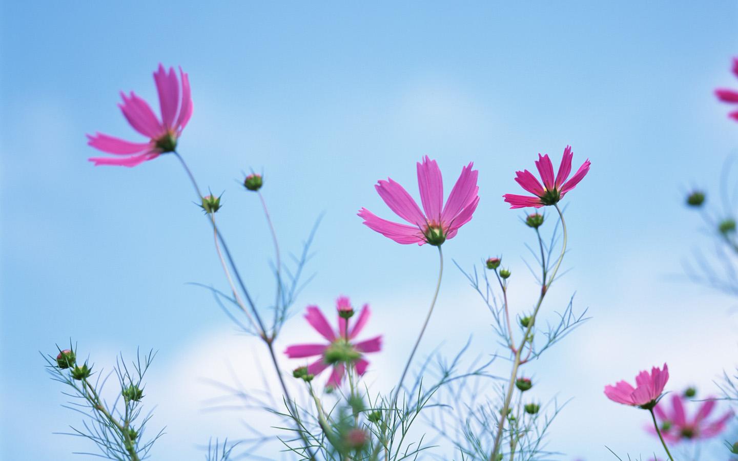 Cosmos Flowers Wallpapers Wallpaper Cave
