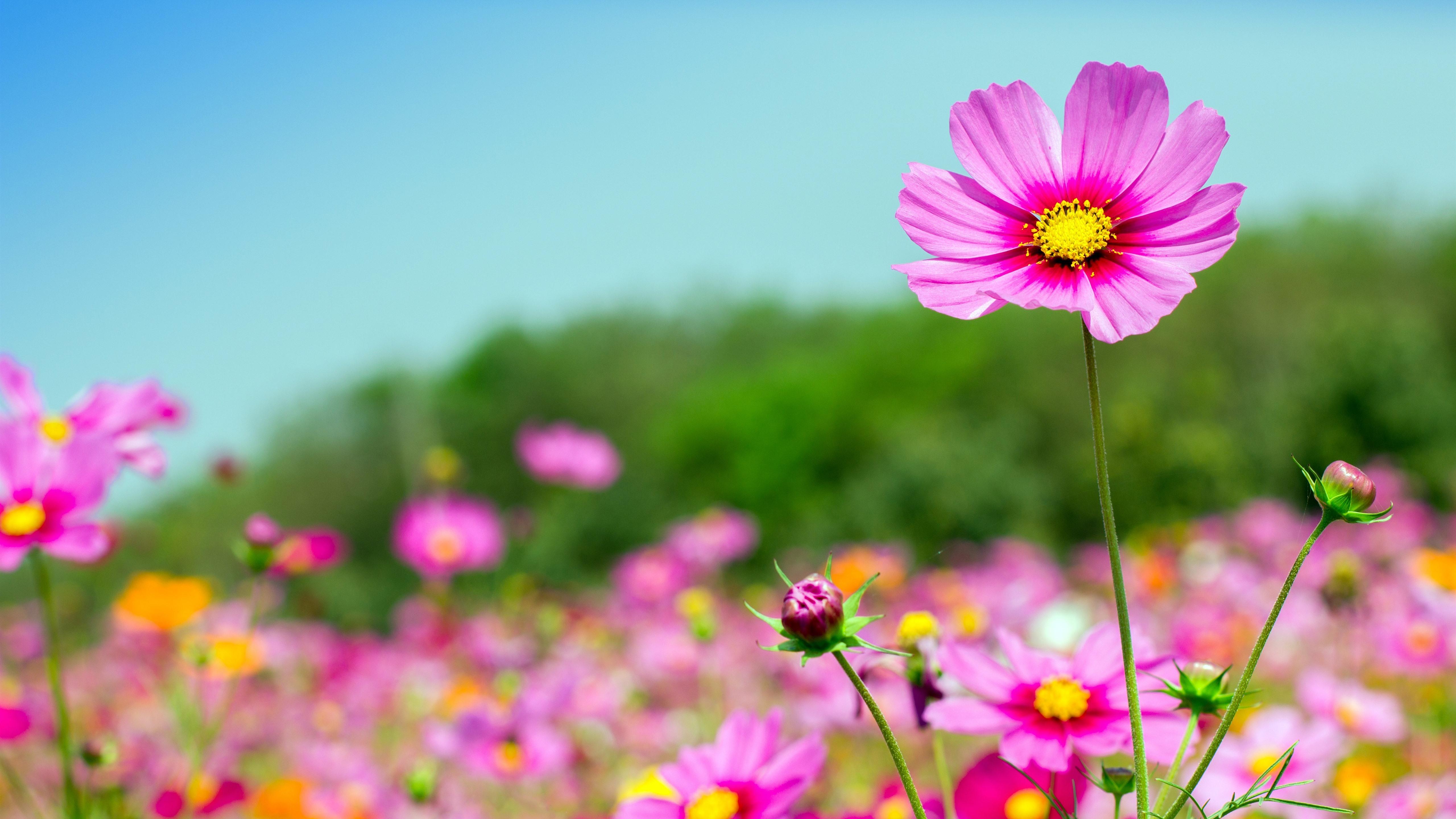 Cosmos Flowers Wallpapers Wallpaper Cave