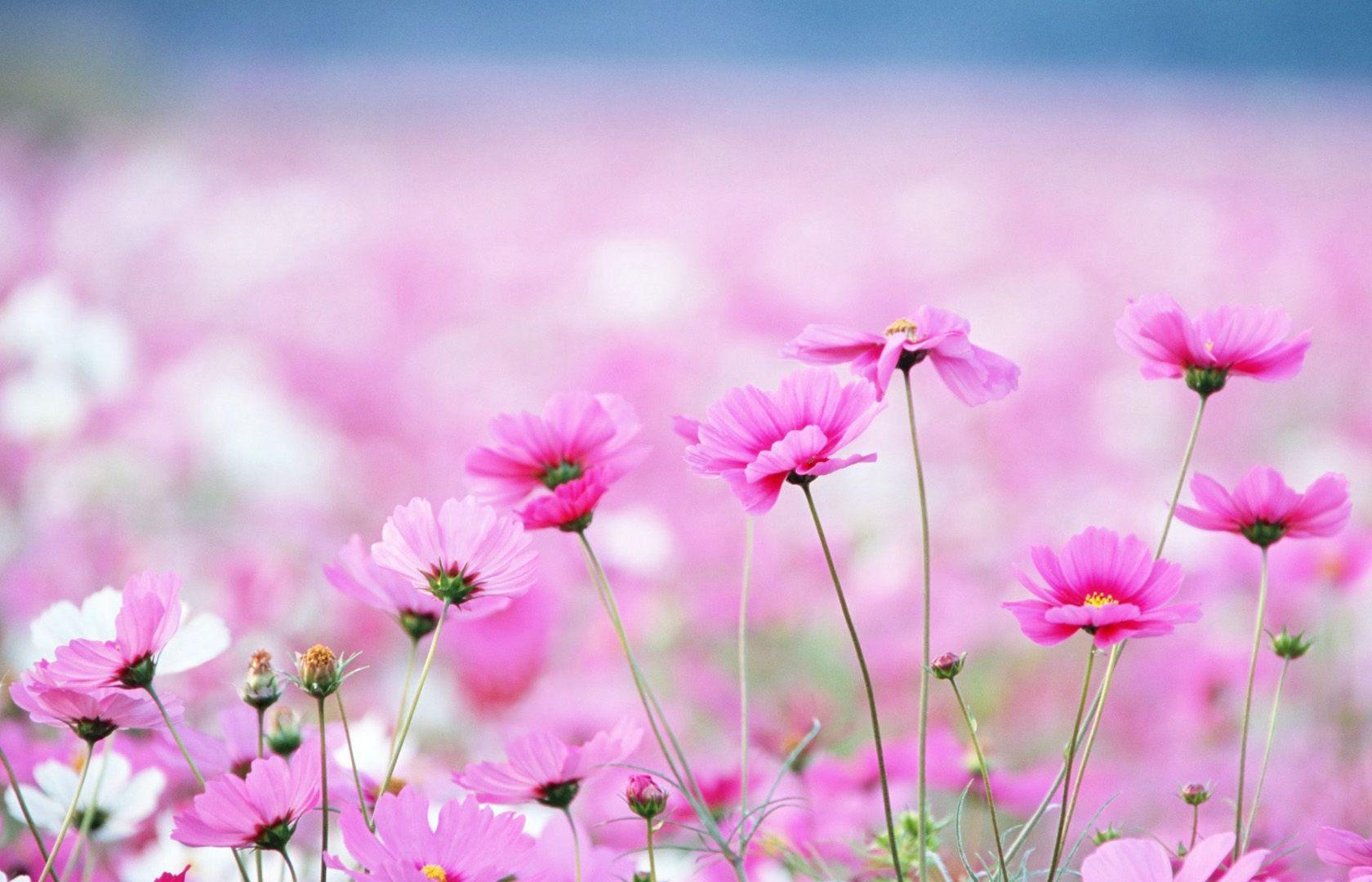 Cosmos Flowers Wallpapers Wallpaper Cave