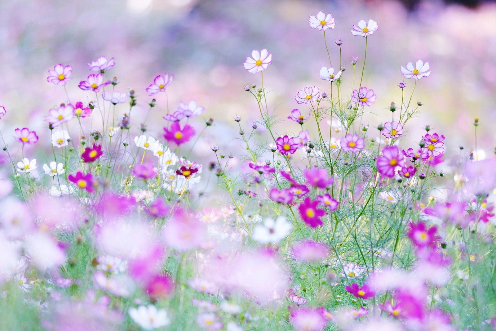 Cosmos Flowers Wallpapers Wallpaper Cave