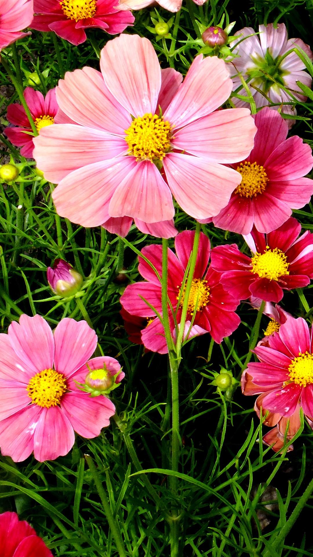 Cosmos Flowers Wallpapers Wallpaper Cave