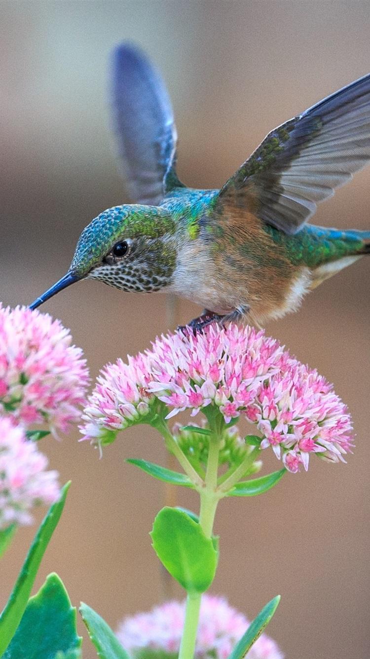 Hummingbird And Roses Wallpapers Wallpaper Cave