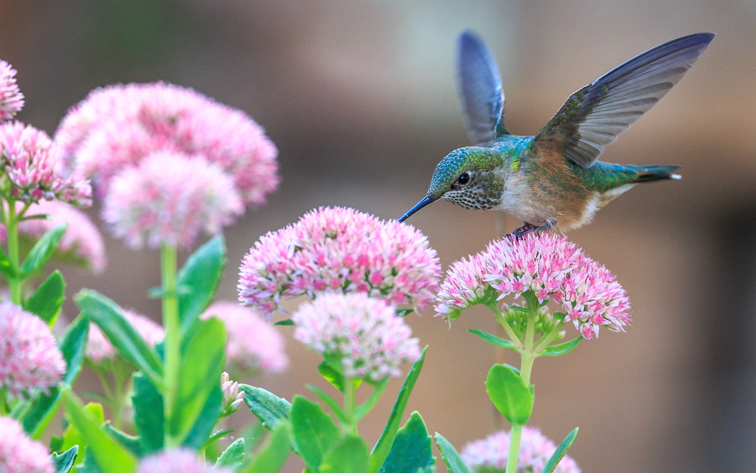 Hummingbird And Roses Wallpapers Wallpaper Cave