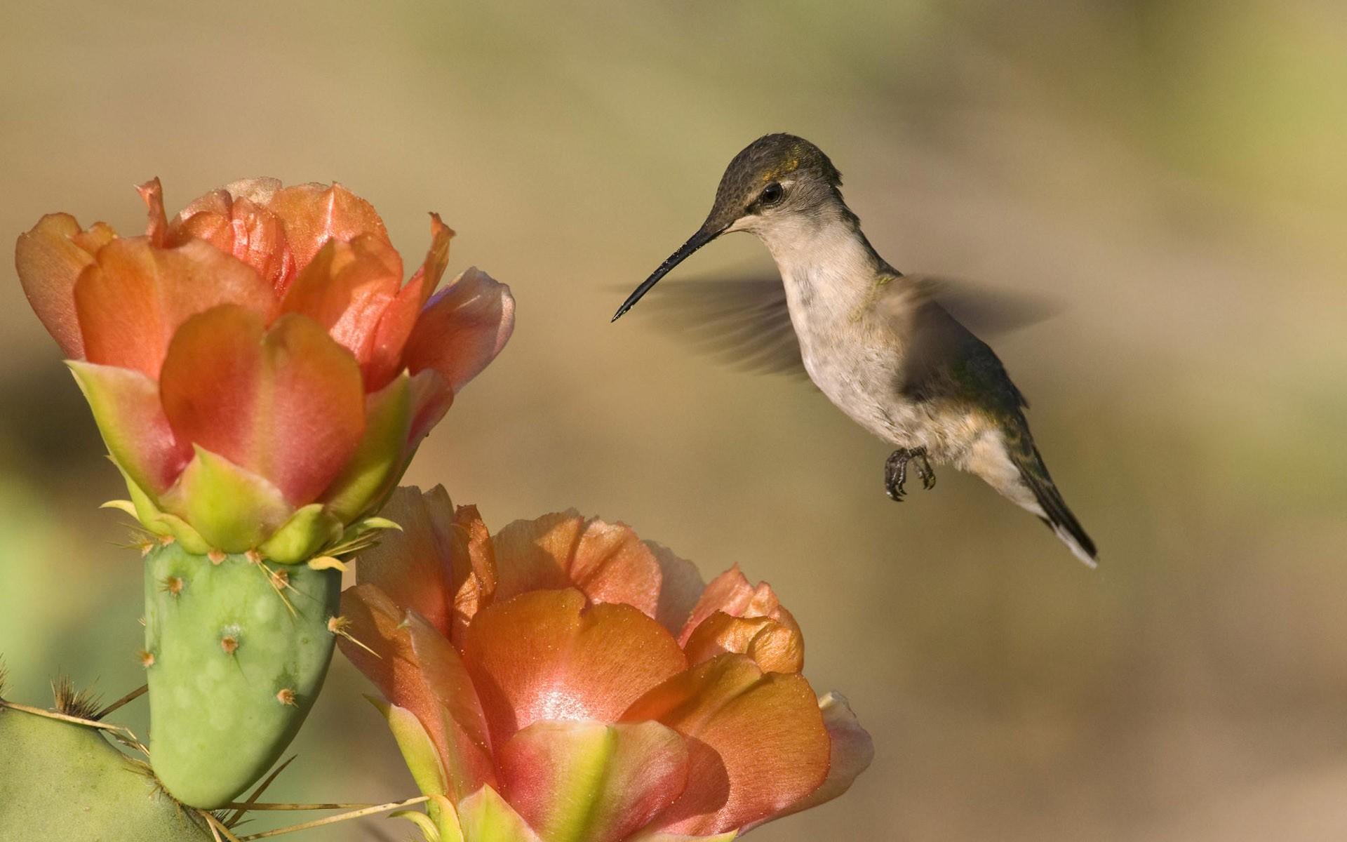 Hummingbird And Roses Wallpapers Wallpaper Cave