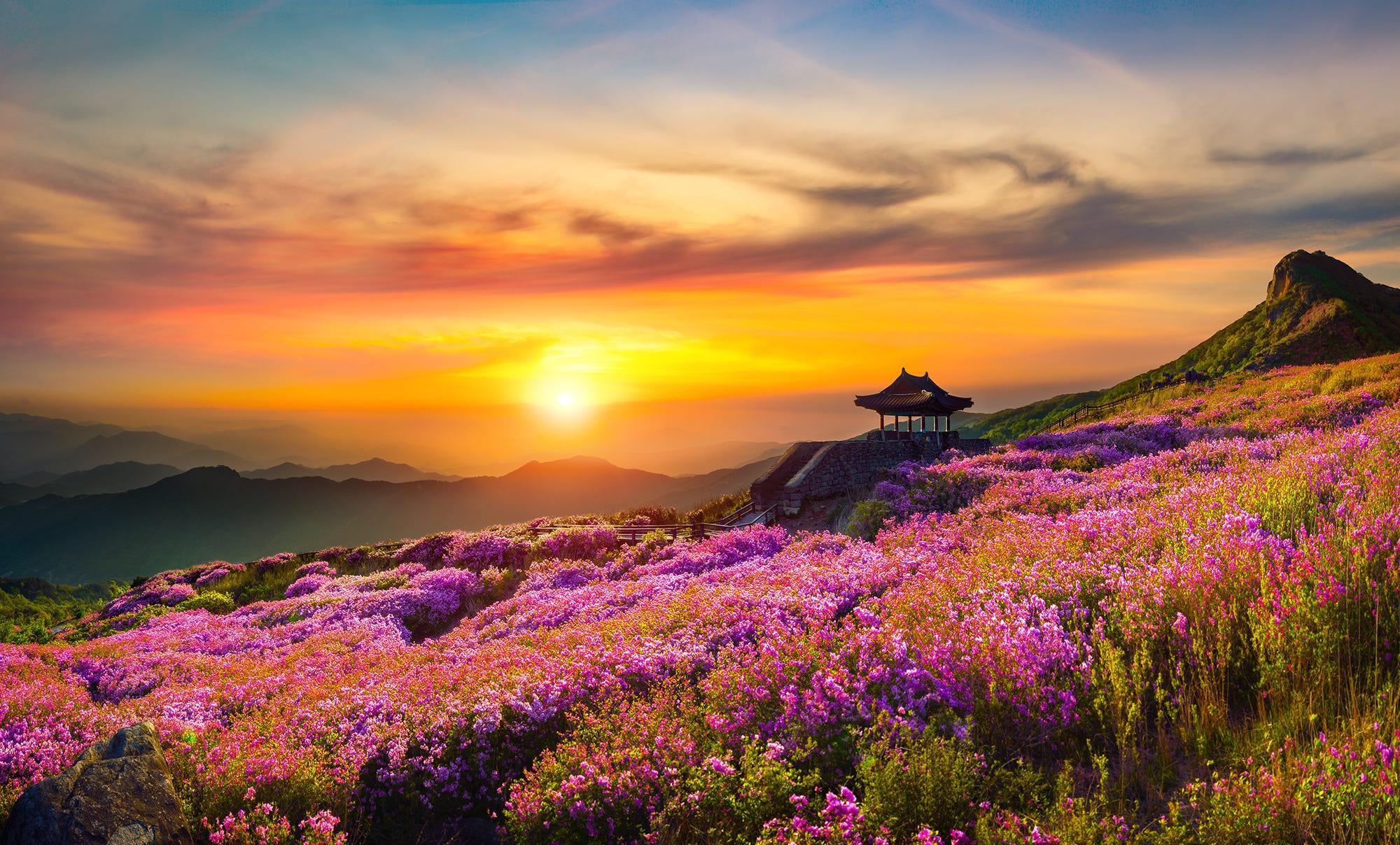 Wildflowers At Sunrise Wallpapers Wallpaper Cave