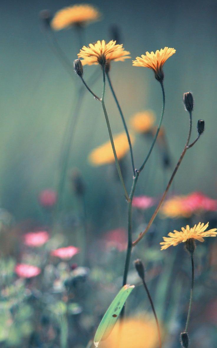 Summer Flowers Android Wallpapers Wallpaper Cave