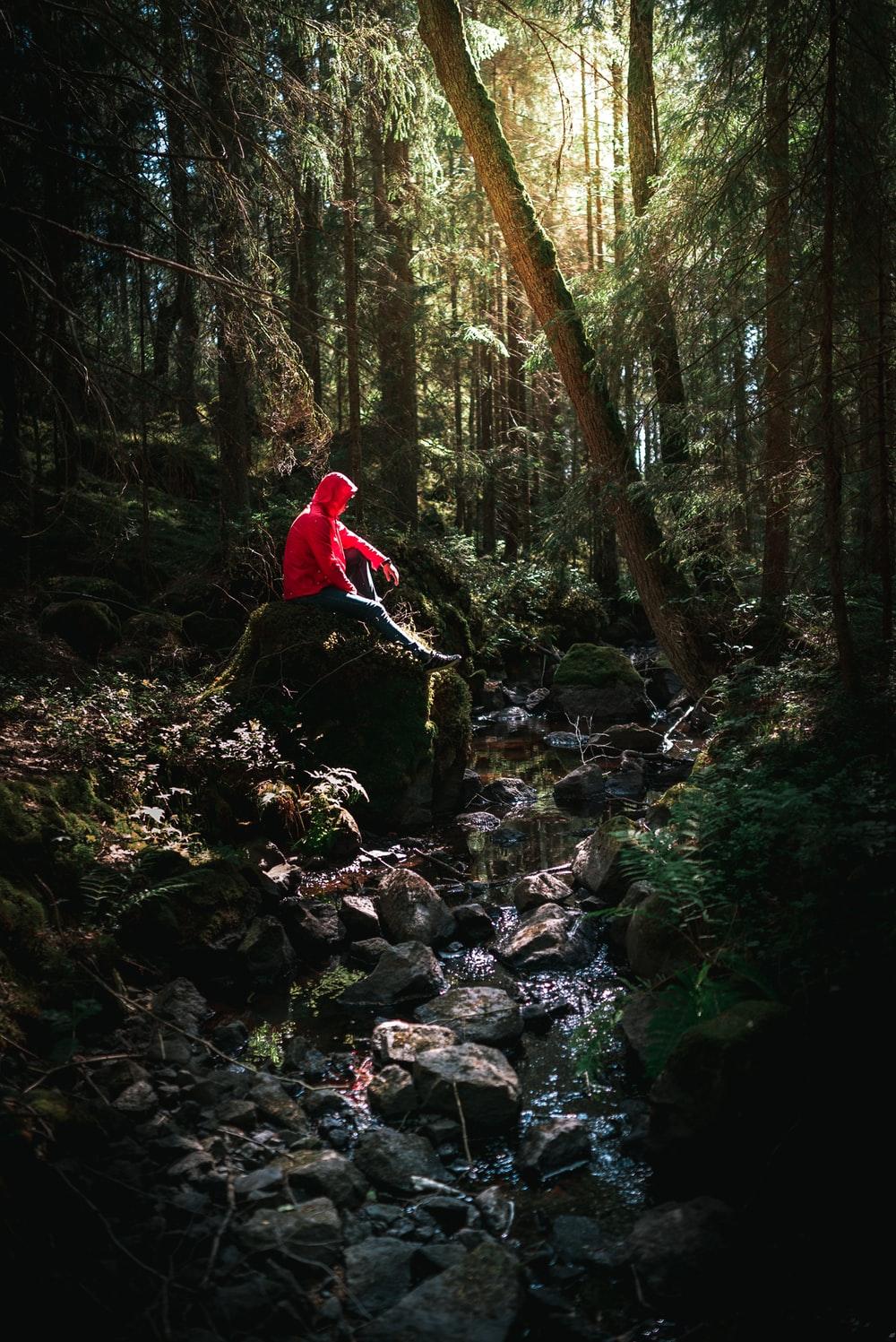 Magical Forest Phone Wallpapers Wallpaper Cave