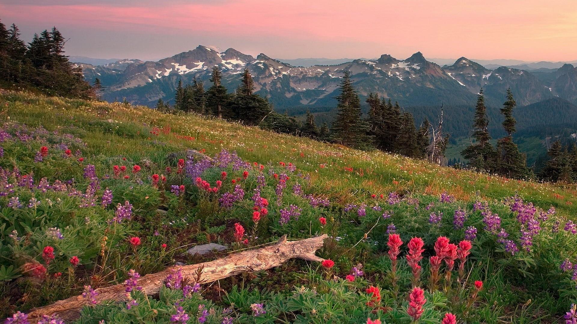 Mountain Wildflowers Wallpapers Wallpaper Cave