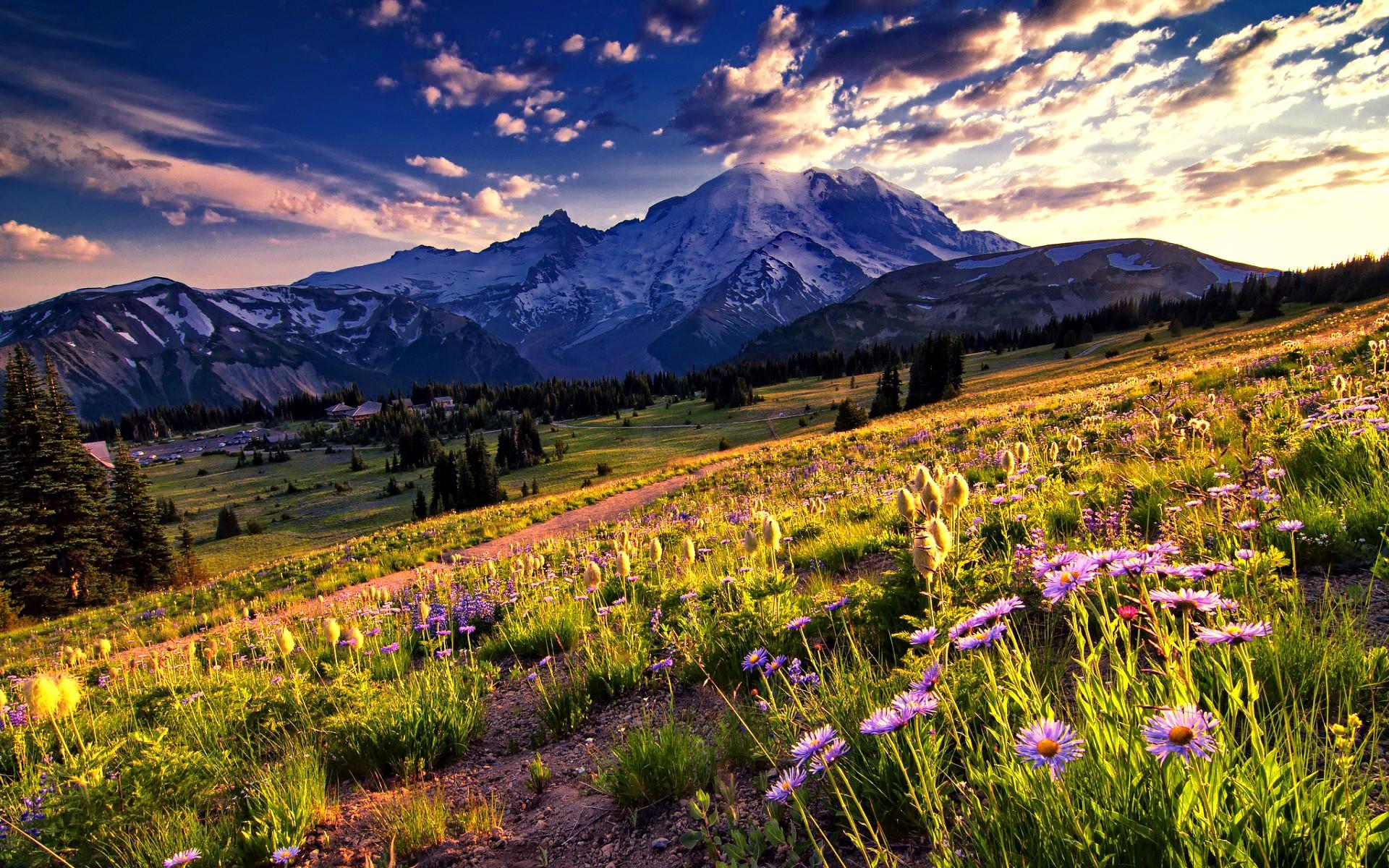 Mountain Wildflowers Wallpapers Wallpaper Cave