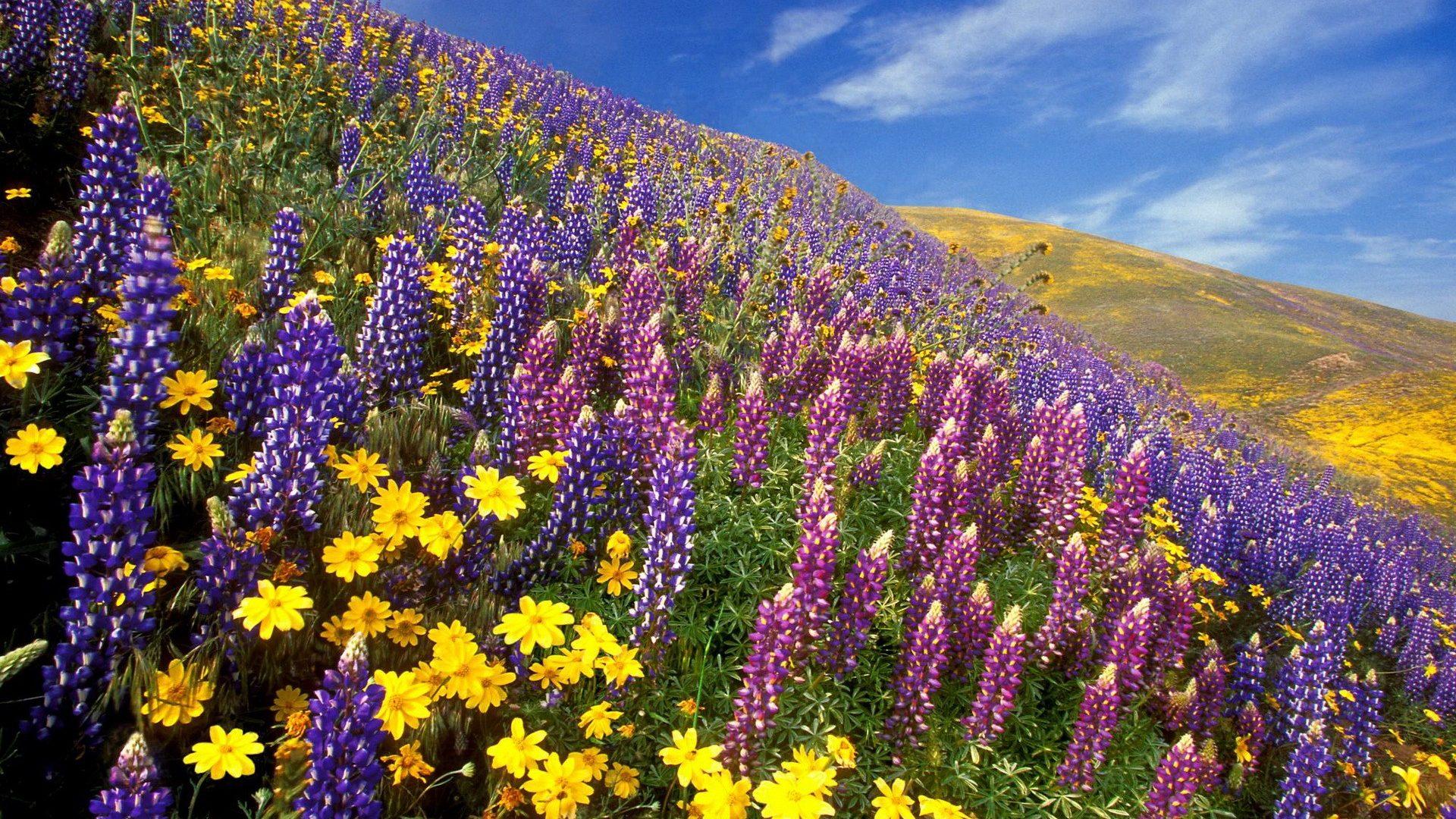 Mountain Wildflowers Wallpapers Wallpaper Cave