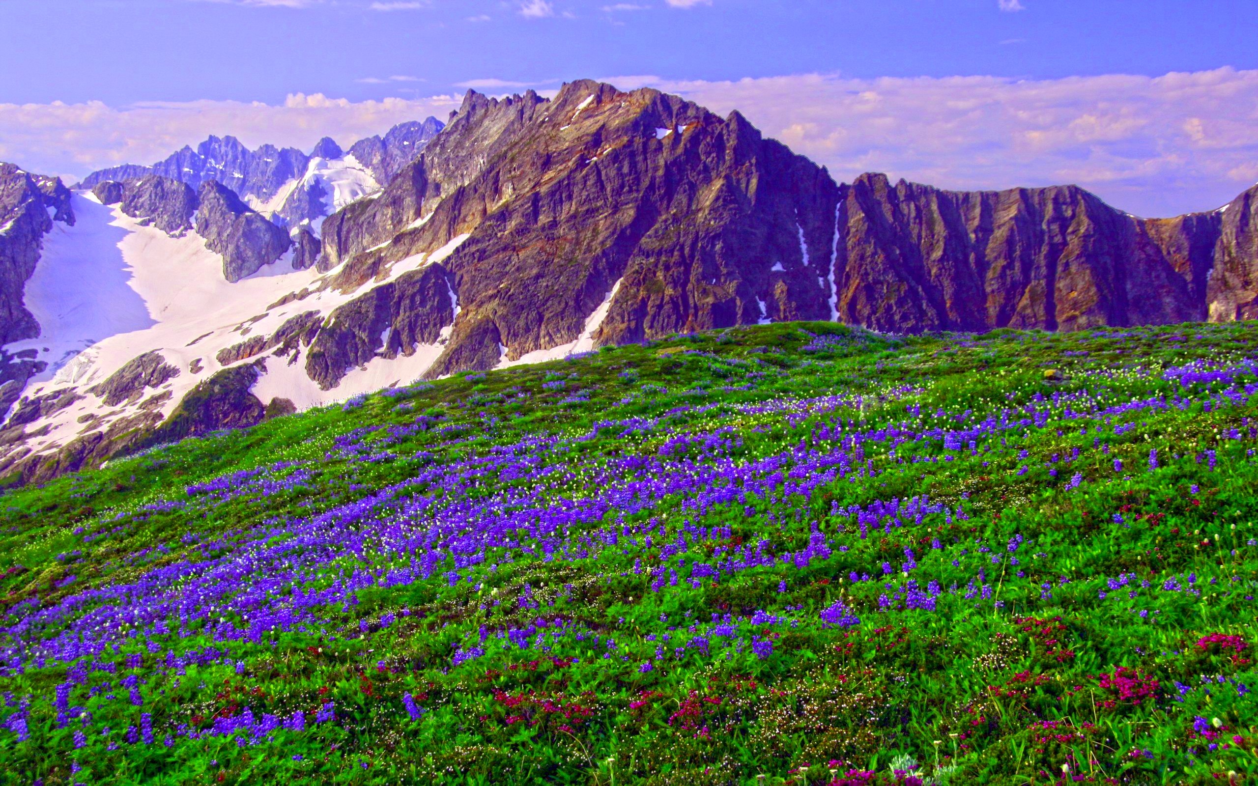 Mountain Wildflowers Wallpapers Wallpaper Cave
